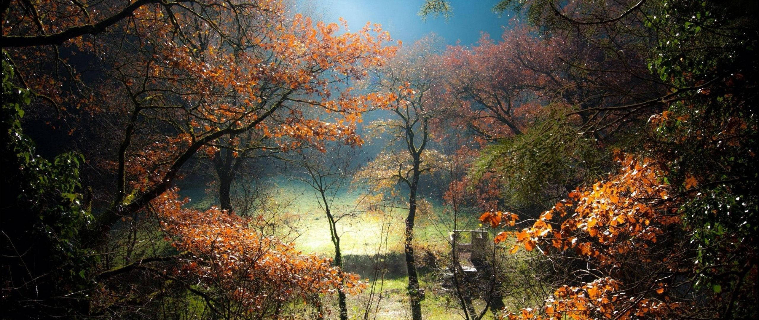 উজ্জ্বল বন রাত ওয়ালপেপার
