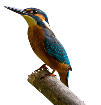 উজ্জ্বল মাছরাঙা বসে আছে ওয়ালপেপার