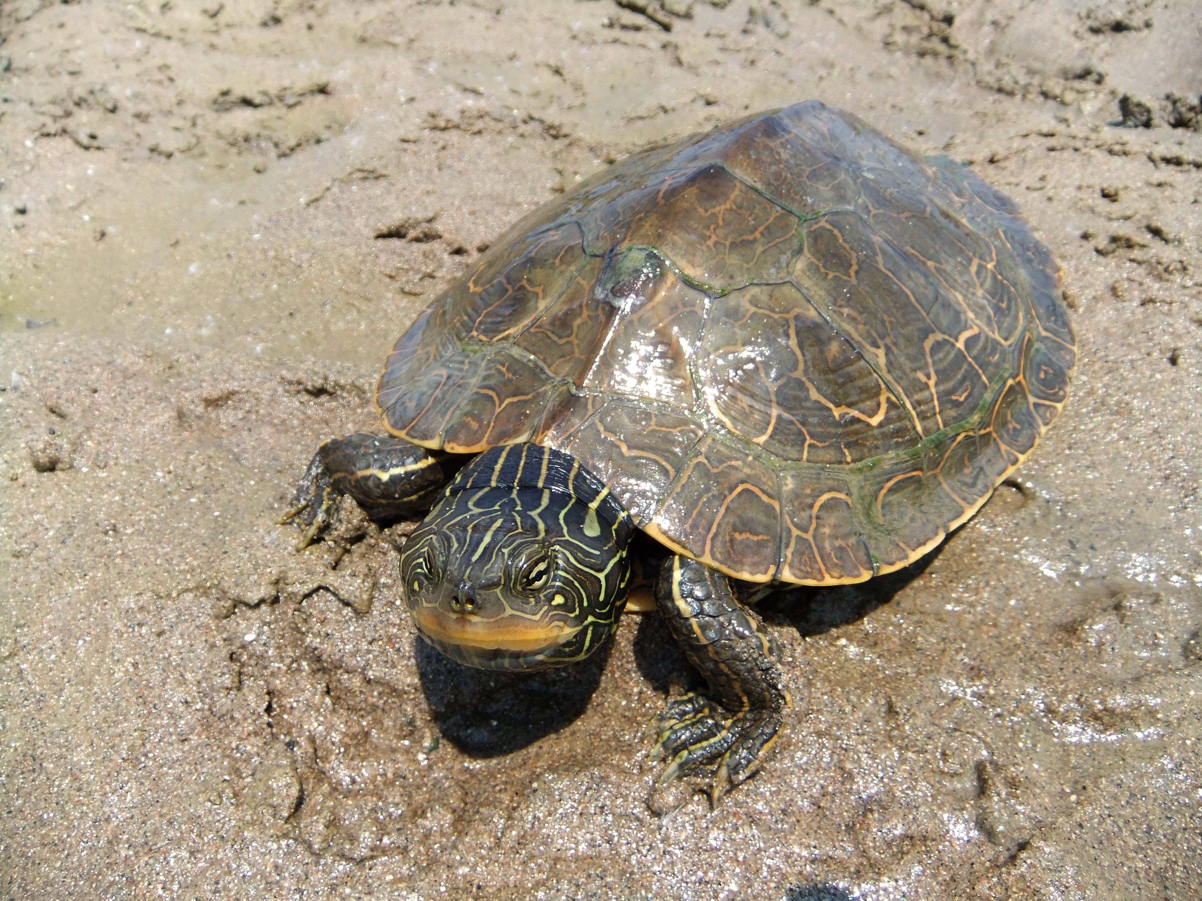 উত্তরাঞ্চলীয় ম্যাপ কচ্ছপ কাদাময় তীরে ওয়ালপেপার