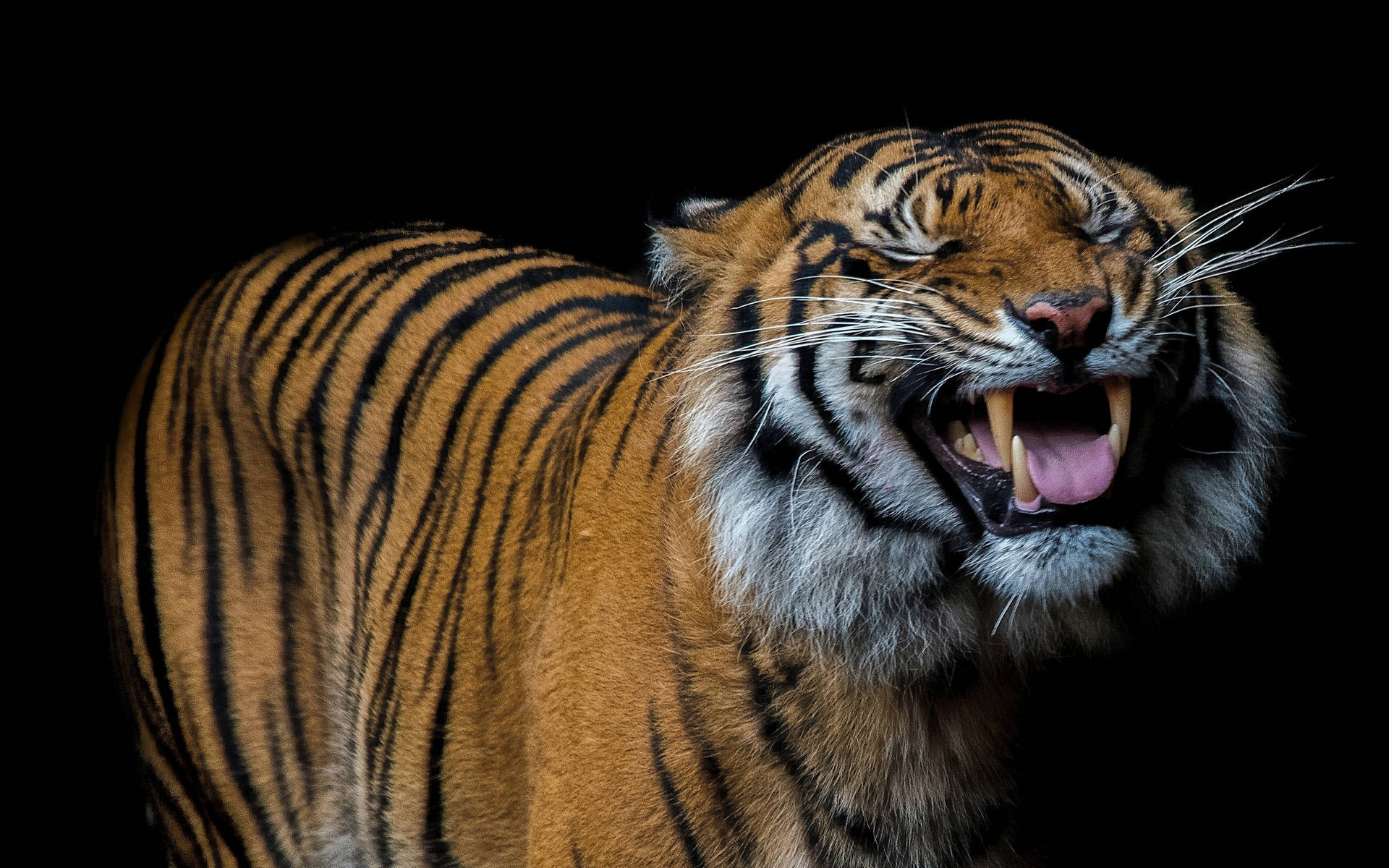 কালো পটভূমিতে হাস্যোজ্জ্বল বাঘের ওয়ালপেপার