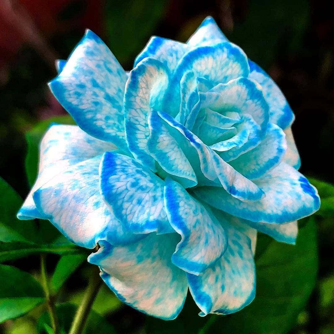 একটি চমৎকার উজ্জ্বল লাল গোলাপ ফুল ওয়ালপেপার