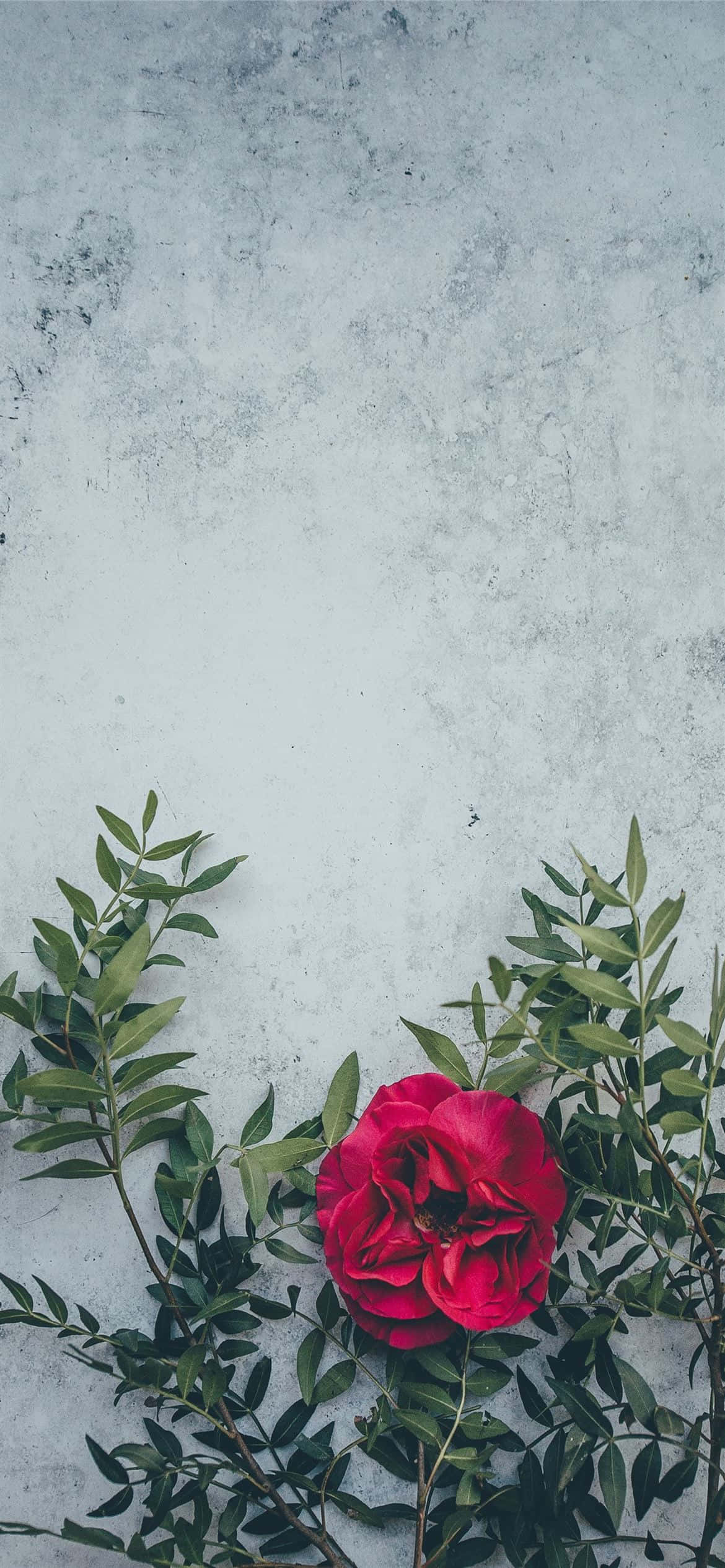 একটি প্রাণবন্ত লাল ফুল ফুটে উঠছে ওয়ালপেপার
