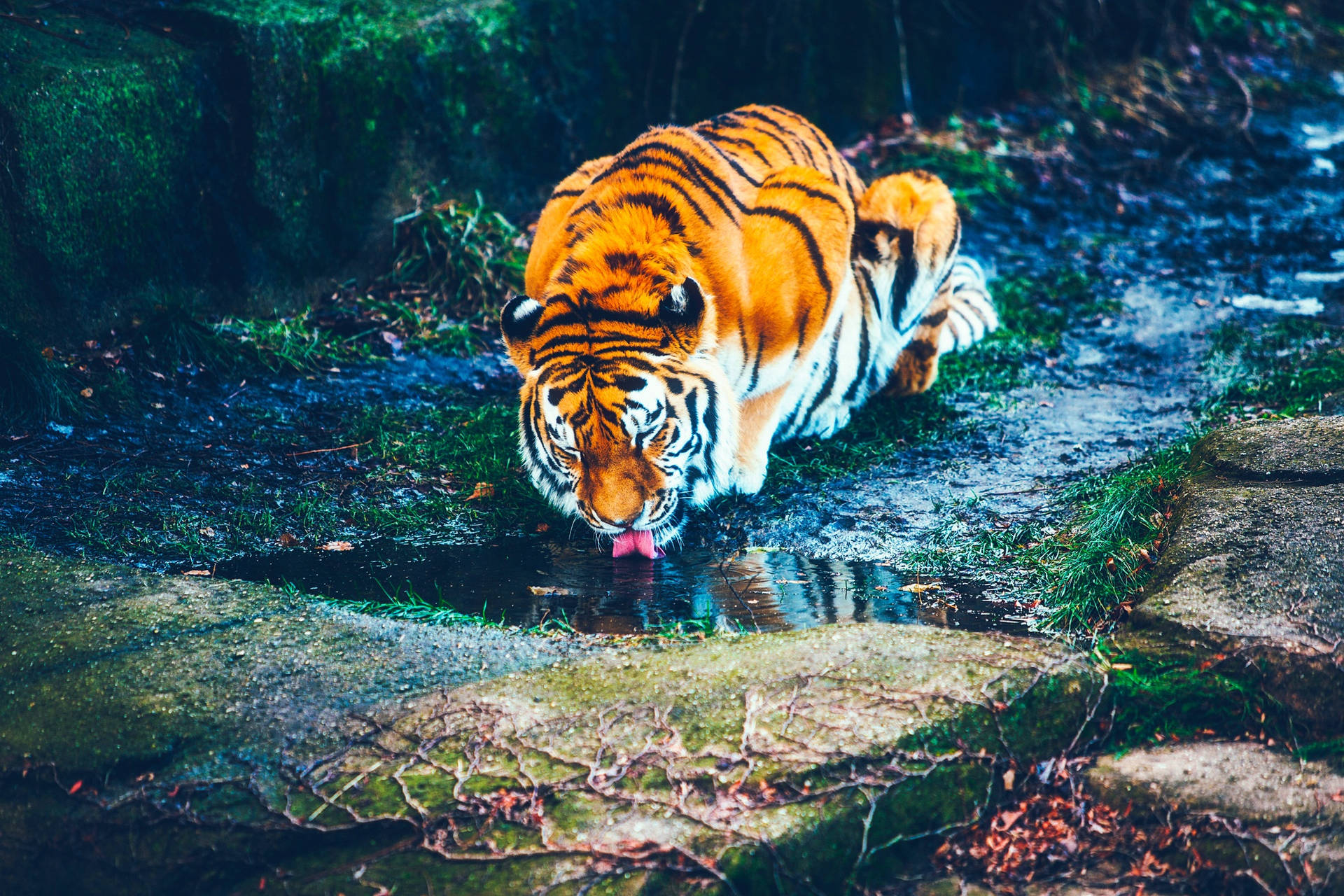 কাদামাটি মাটিতে পানি পান করা বাঘের ওয়ালপেপার