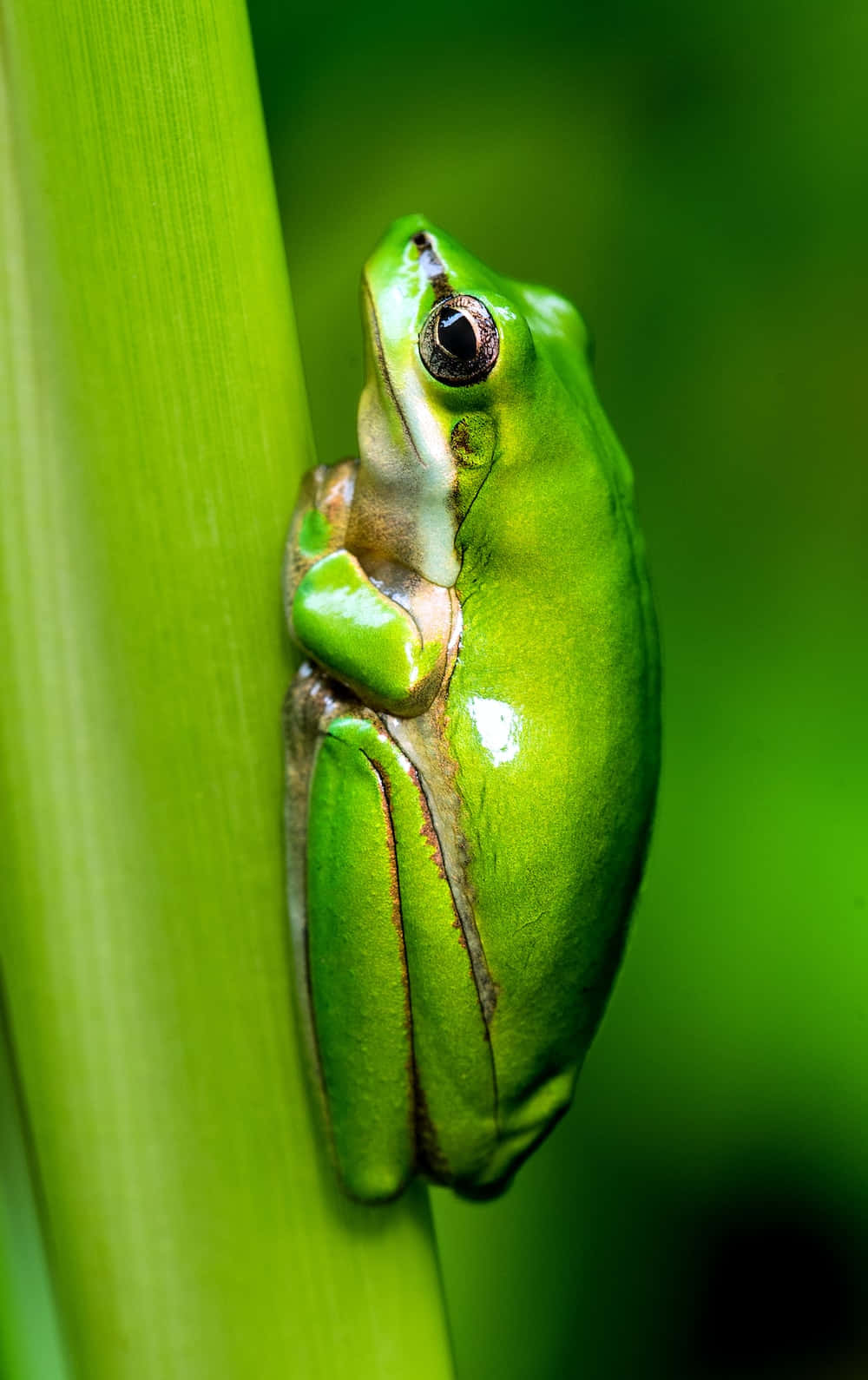 একটি ব্যাঙের যাত্রা ওয়ালপেপার
