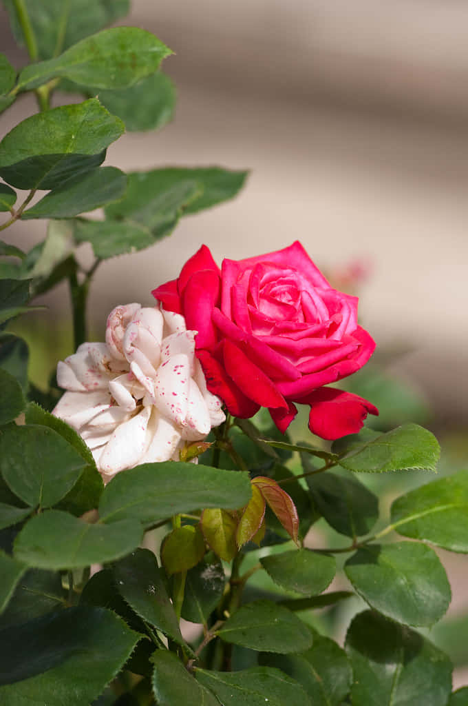 একটি সুন্দর, উজ্জ্বল লাল গোলাপ। ওয়ালপেপার