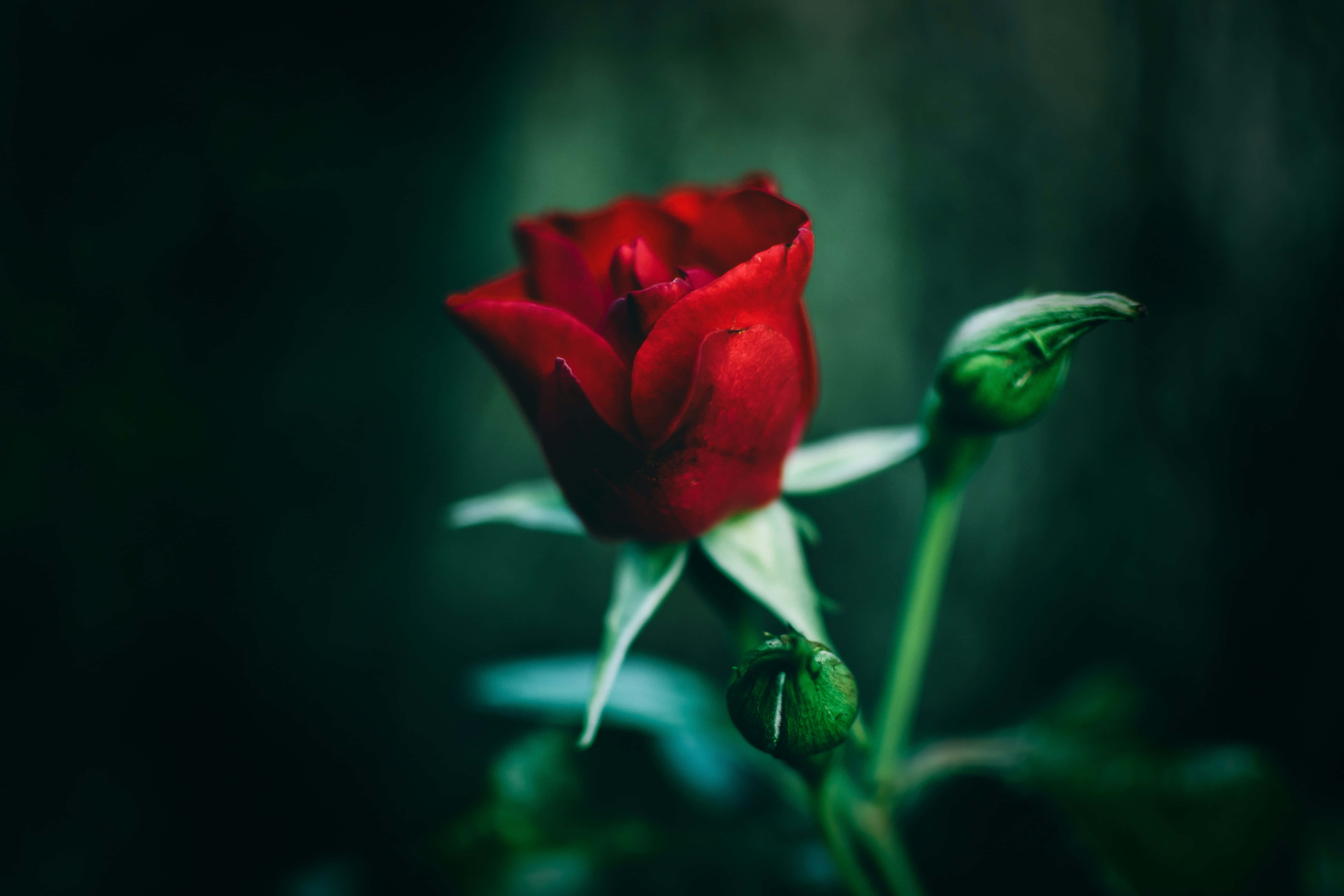একটি সূক্ষ্ম গোলাপি গোলাপ ফুটে আছে ওয়ালপেপার
