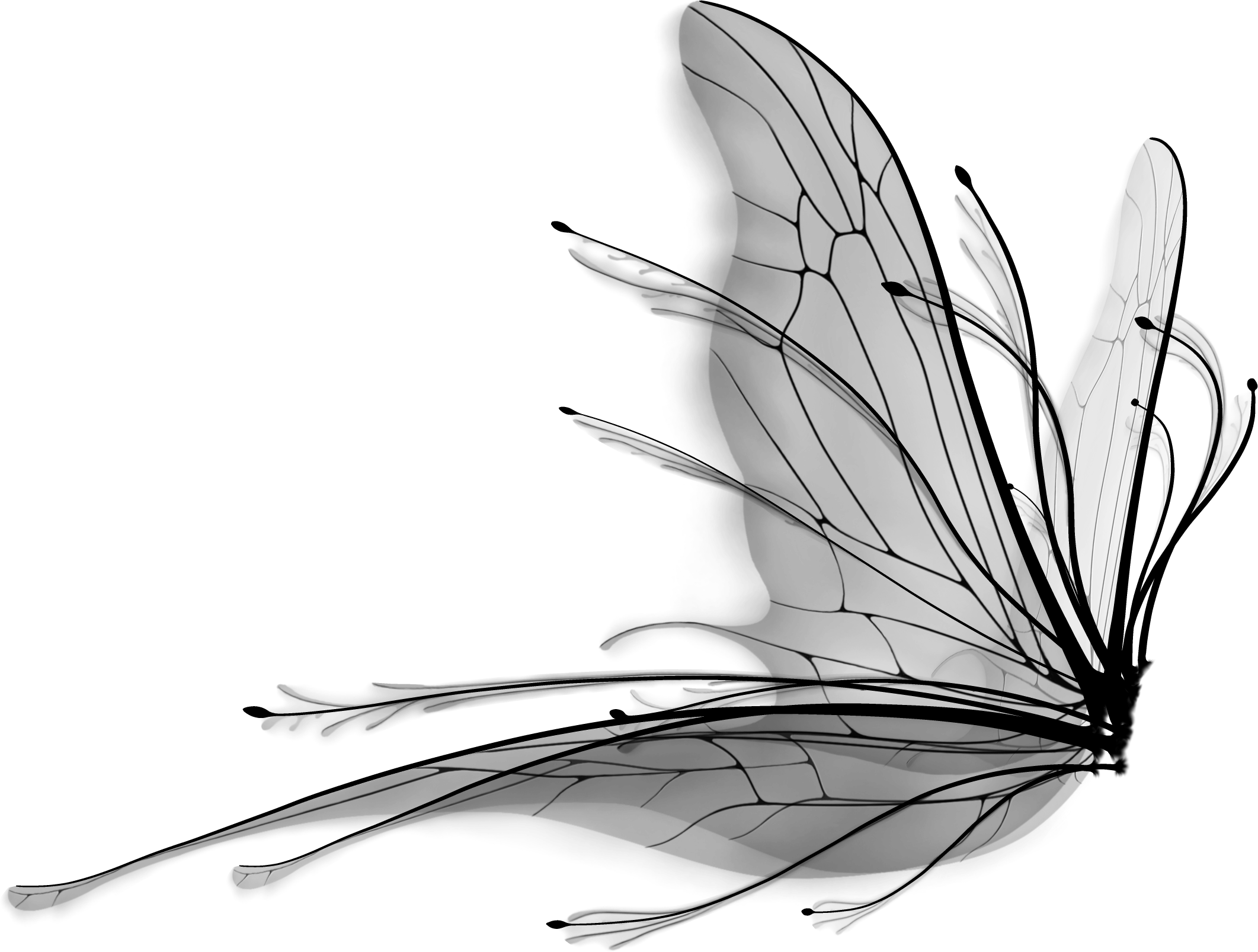 একরঙা প্রজাপতির ছায়ামূর্তি ওয়ালপেপার