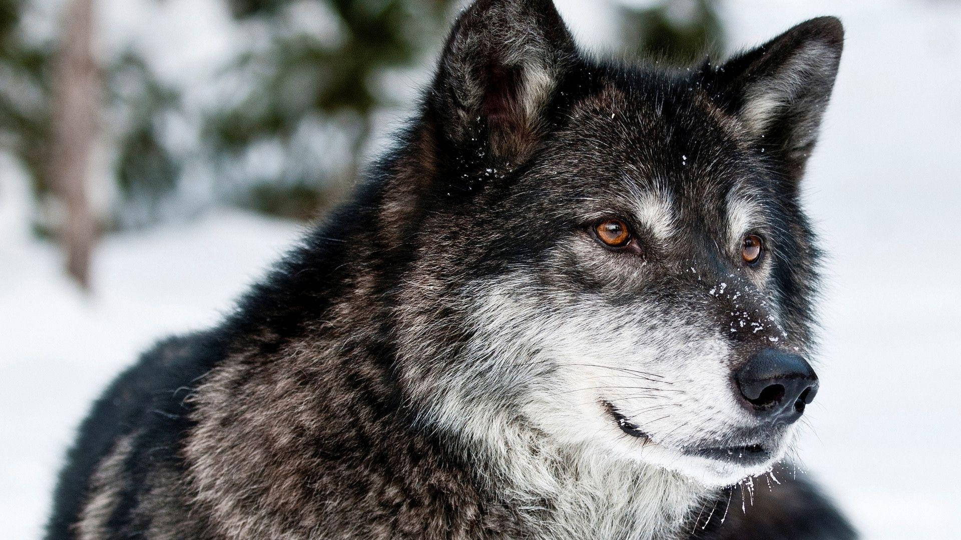 একাকী নেকড়ে ওয়ালপেপার