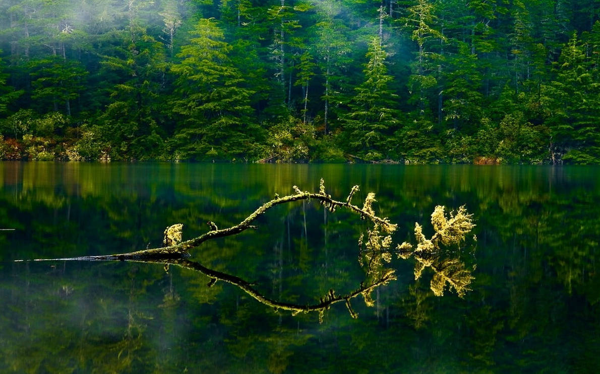 ওরেগন সবুজ লেক বন ওয়ালপেপার