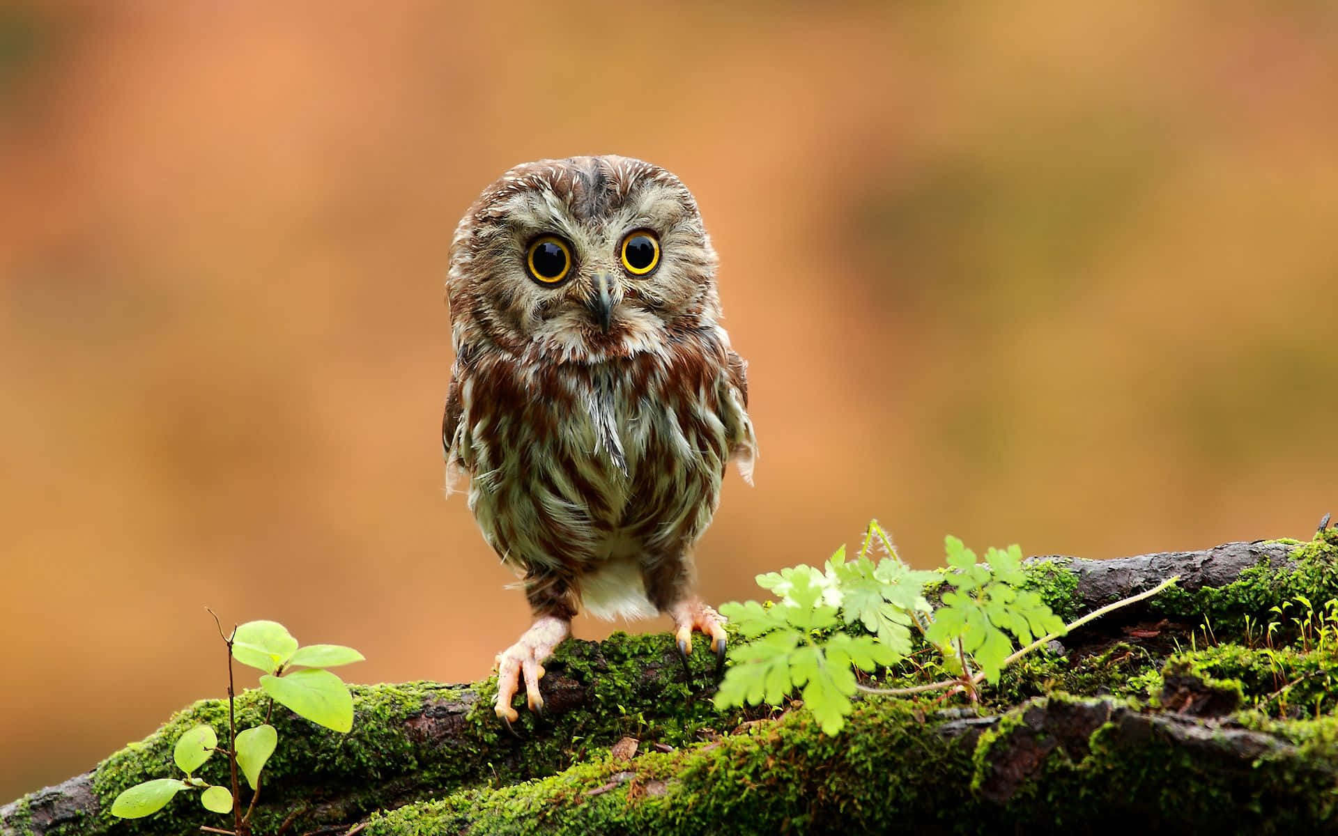 "ওহো, মনে হচ্ছে আমি লুকিয়ে থাকতে ধরা পড়ে গেছি!" ওয়ালপেপার