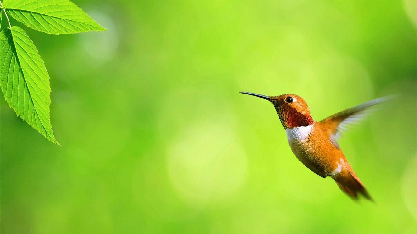 কলিব্রি হামিংবার্ড কিউট ডেস্কটপ ওয়ালপেপার