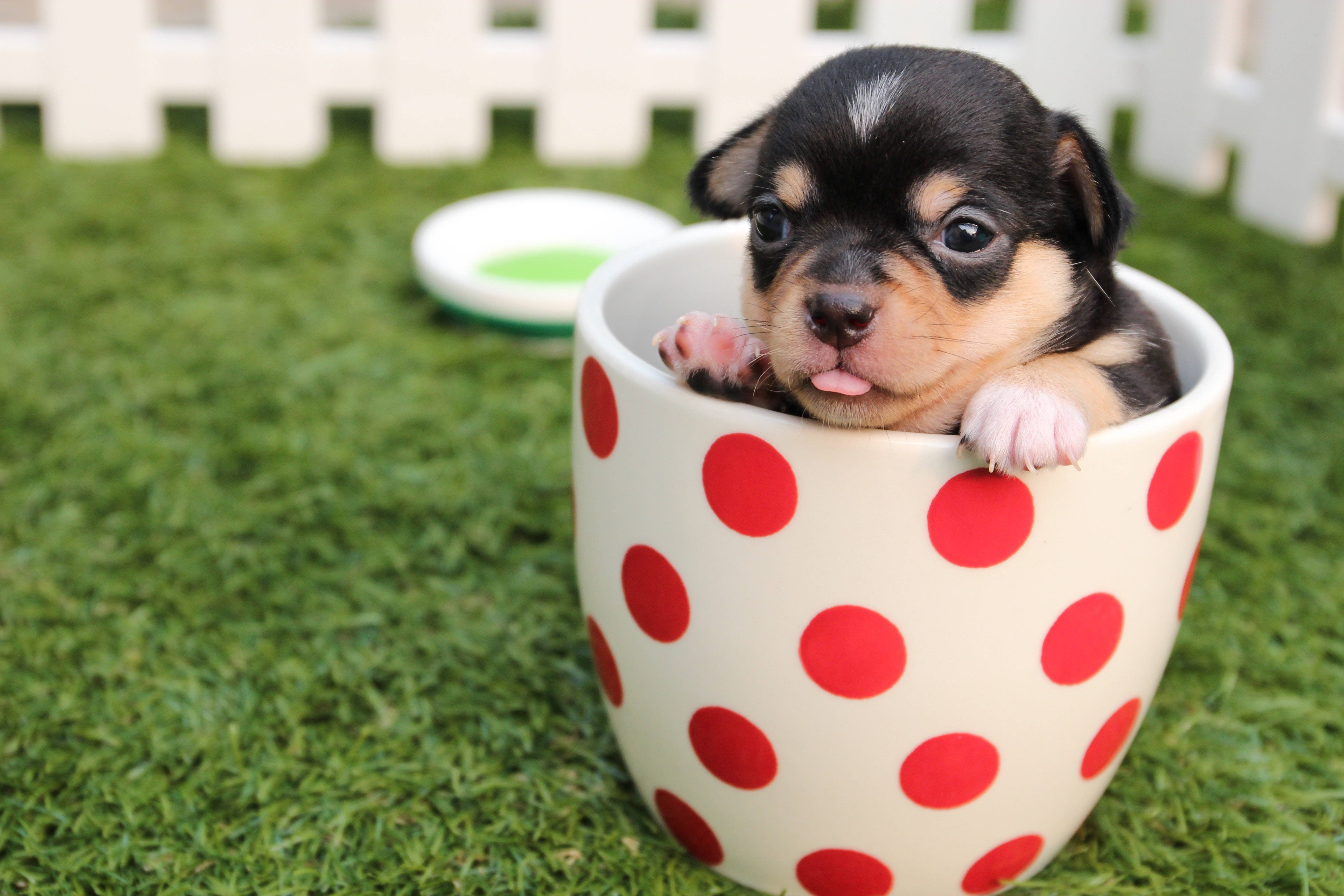 কাপের ভেতরে সুন্দর চিহুয়াহুয়া কুকুরছানা ওয়ালপেপার