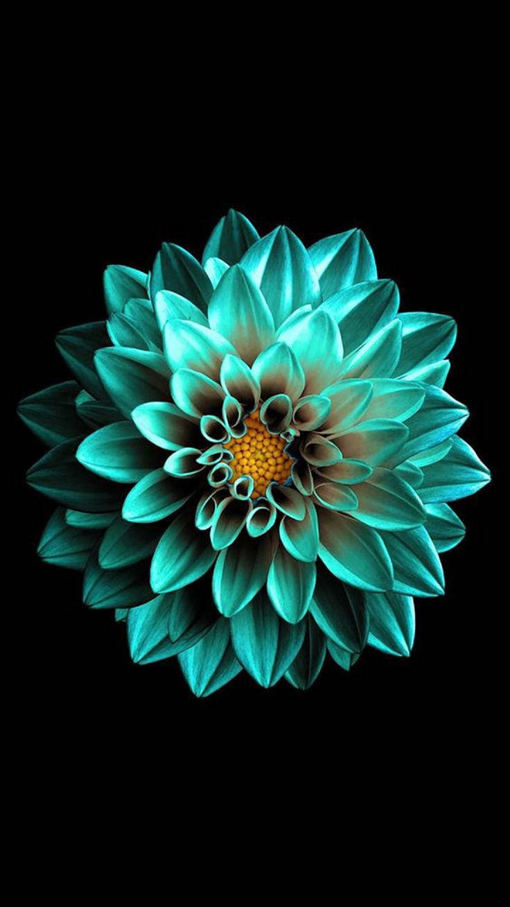 কালো AMOLED পান্না ফুল ওয়ালপেপার
