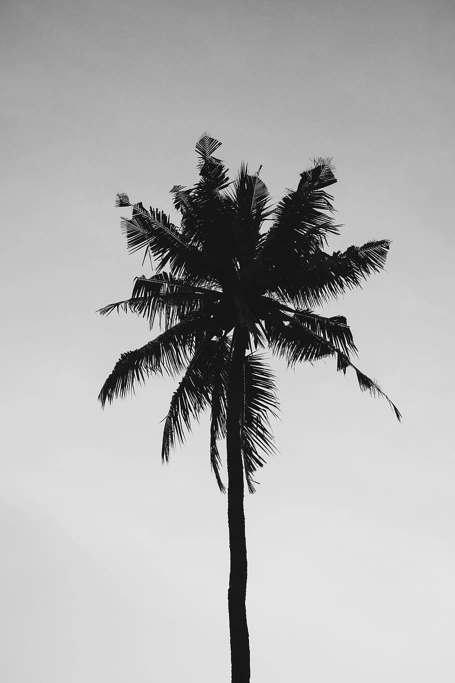 কালো ও সাদা একাকী নারিকেল গাছ ওয়ালপেপার