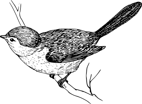 কালো ছায়া পাখির উড়ান ওয়ালপেপার