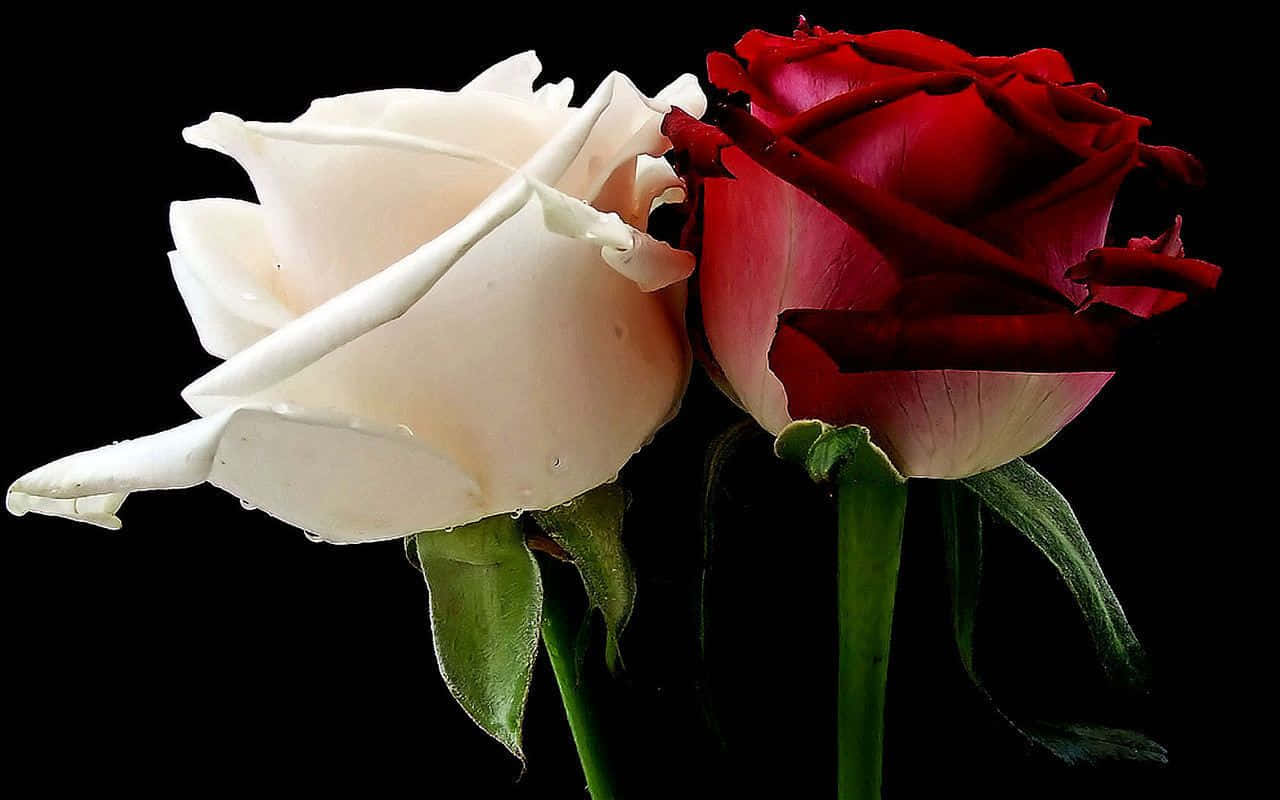 কালো পটভূমিতে লাল ও সাদা গোলাপ ওয়ালপেপার