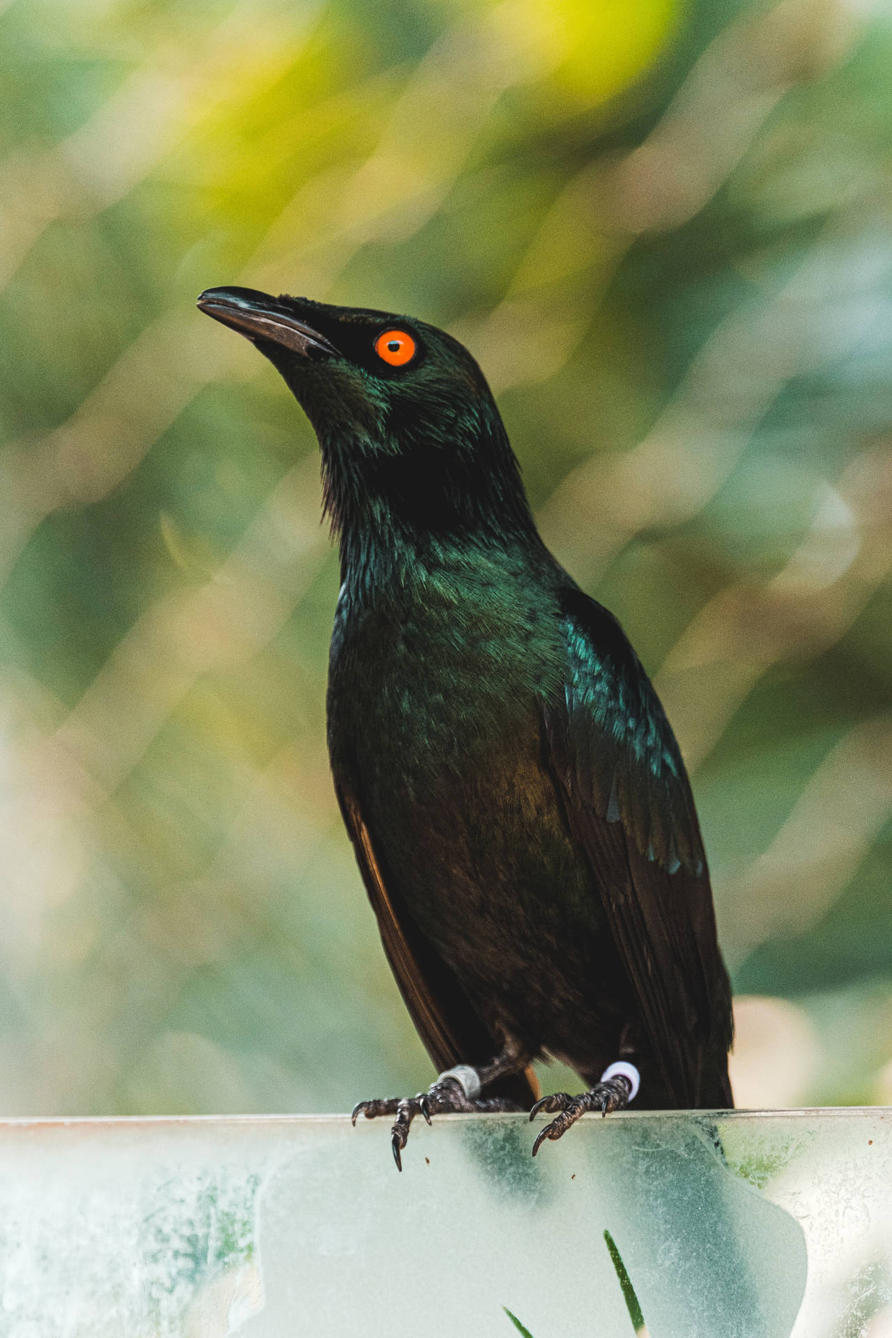 কালো পাখি ওয়ালপেপার