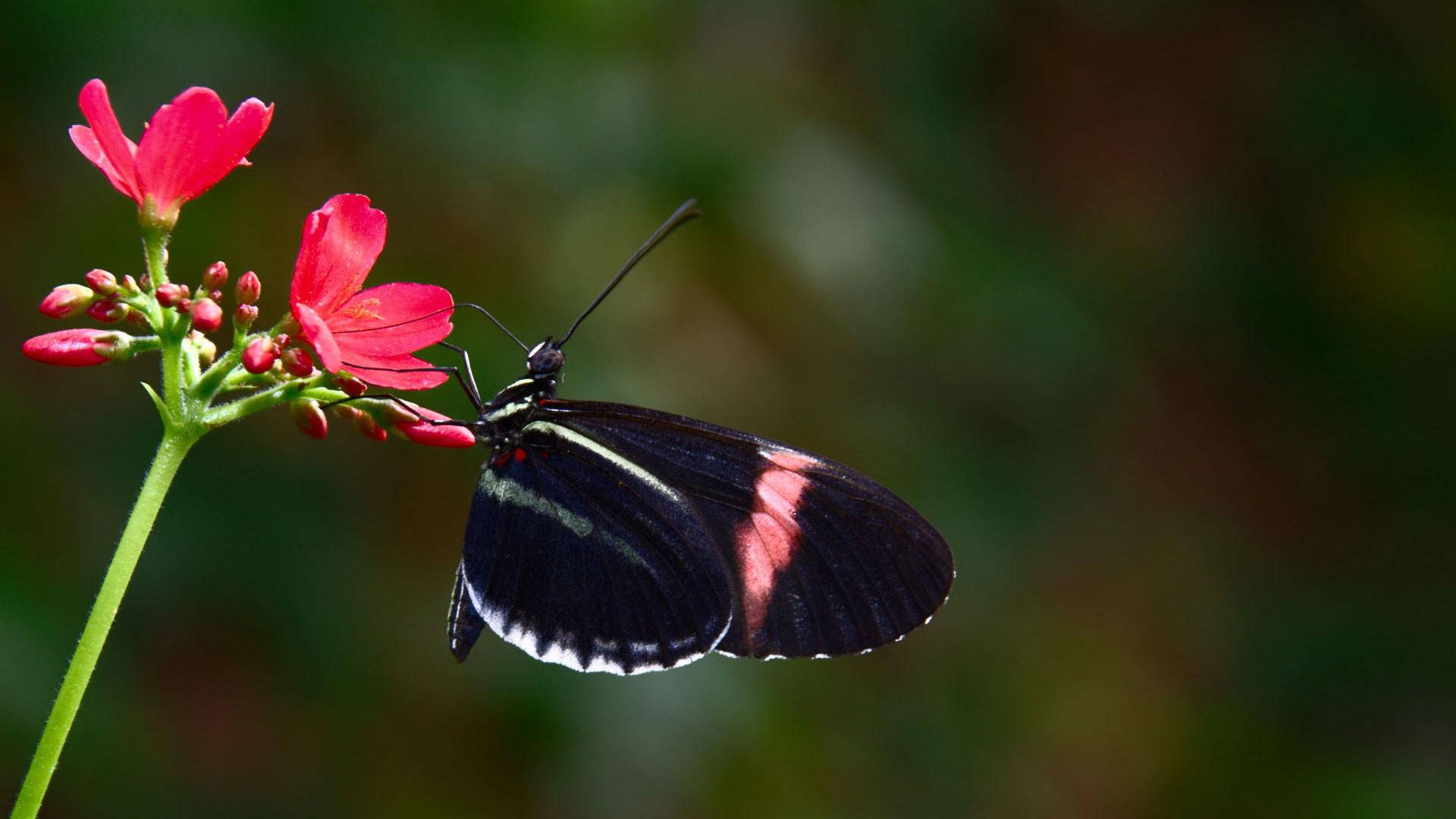 কালো প্রজাপতি গোলাপী ও সাদা ডোরাসহ ওয়ালপেপার