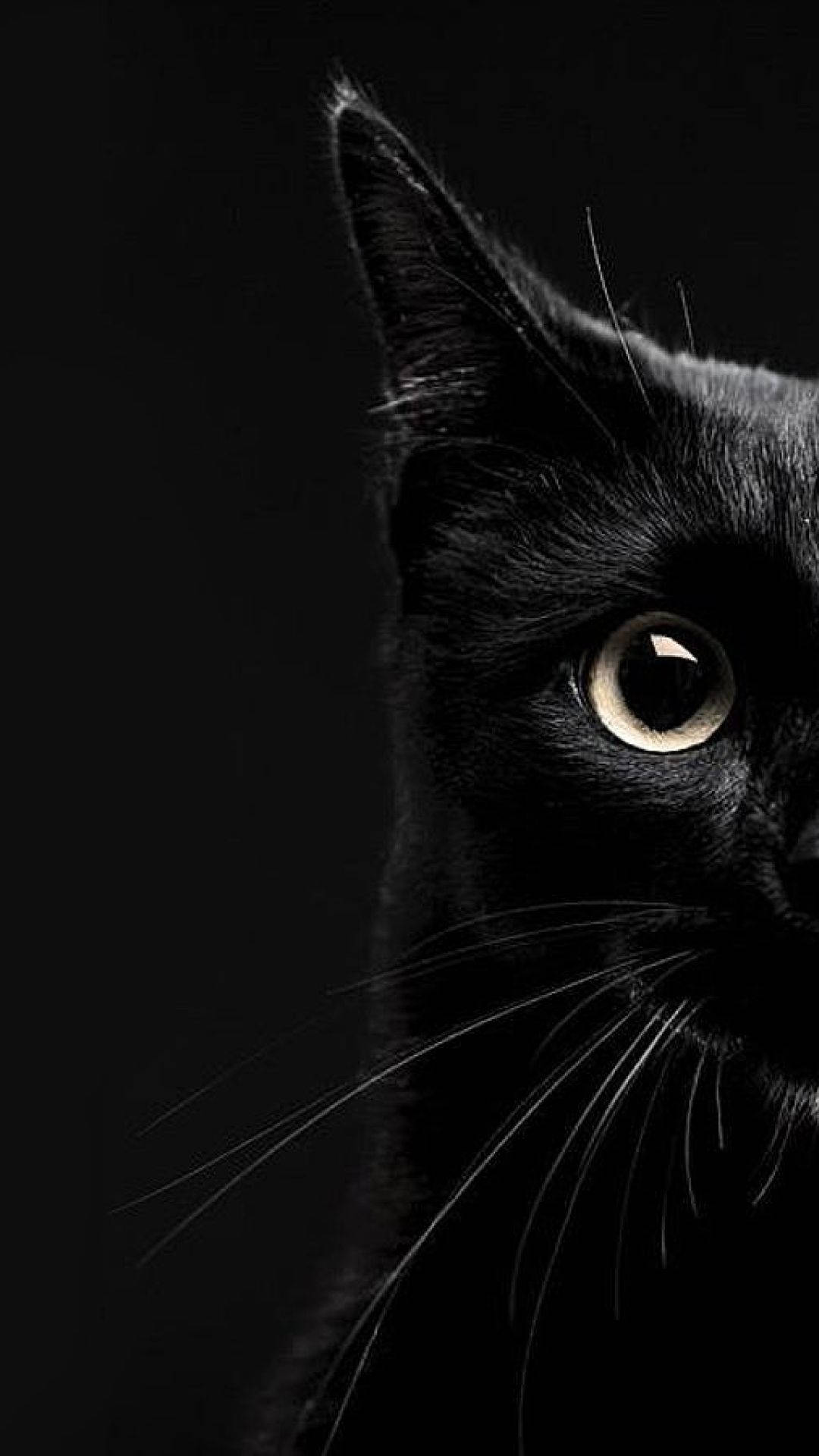 কালো বিড়ালের অর্ধেক শট আইফোন ওয়ালপেপার