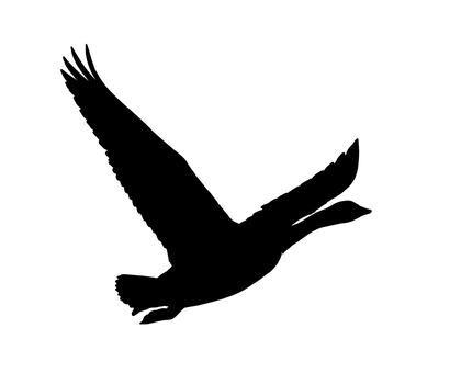 কালো সিলুয়েট পাখির উড়ান ওয়ালপেপার