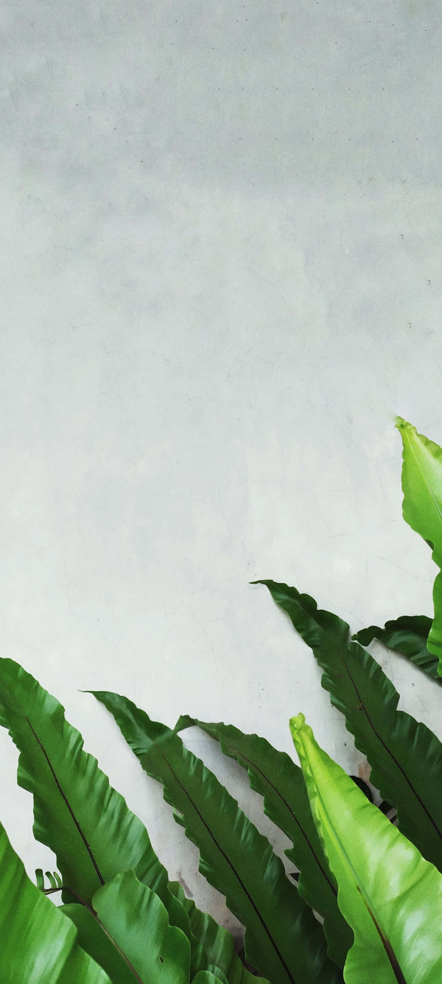 কুয়াশাচ্ছন্ন পর্বতমালার উপর সূর্যোদয় ও নীল আকাশ ওয়ালপেপার