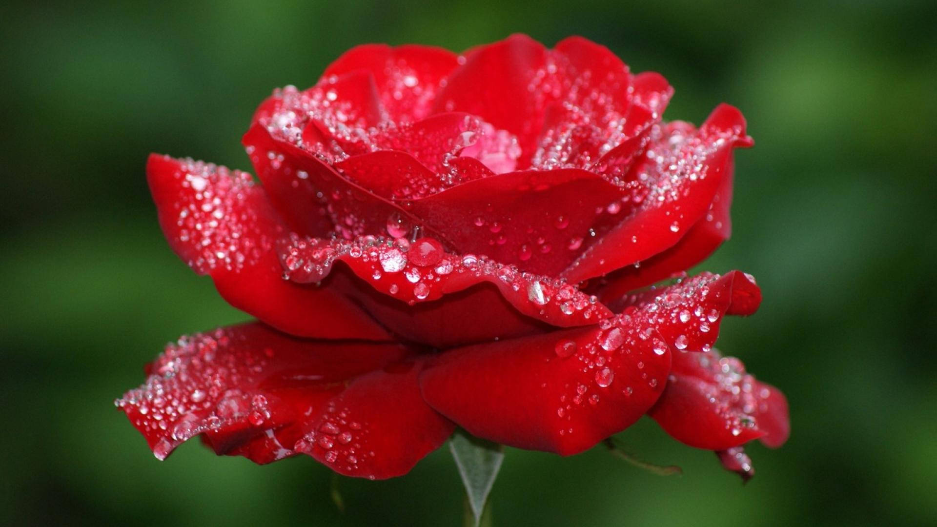 কুয়াশাচ্ছন্ন সুন্দর গোলাপ ফুল ওয়ালপেপার
