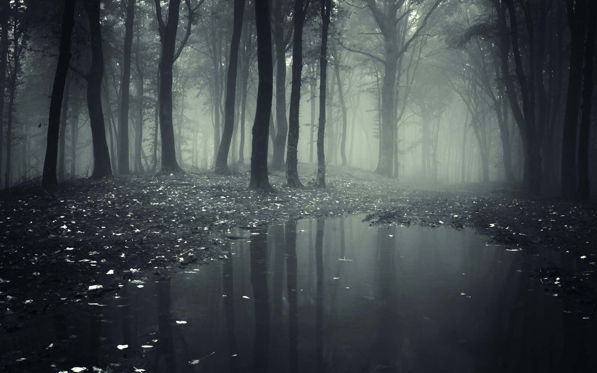 গভীর অরণ্যের পটভূমি ওয়ালপেপার