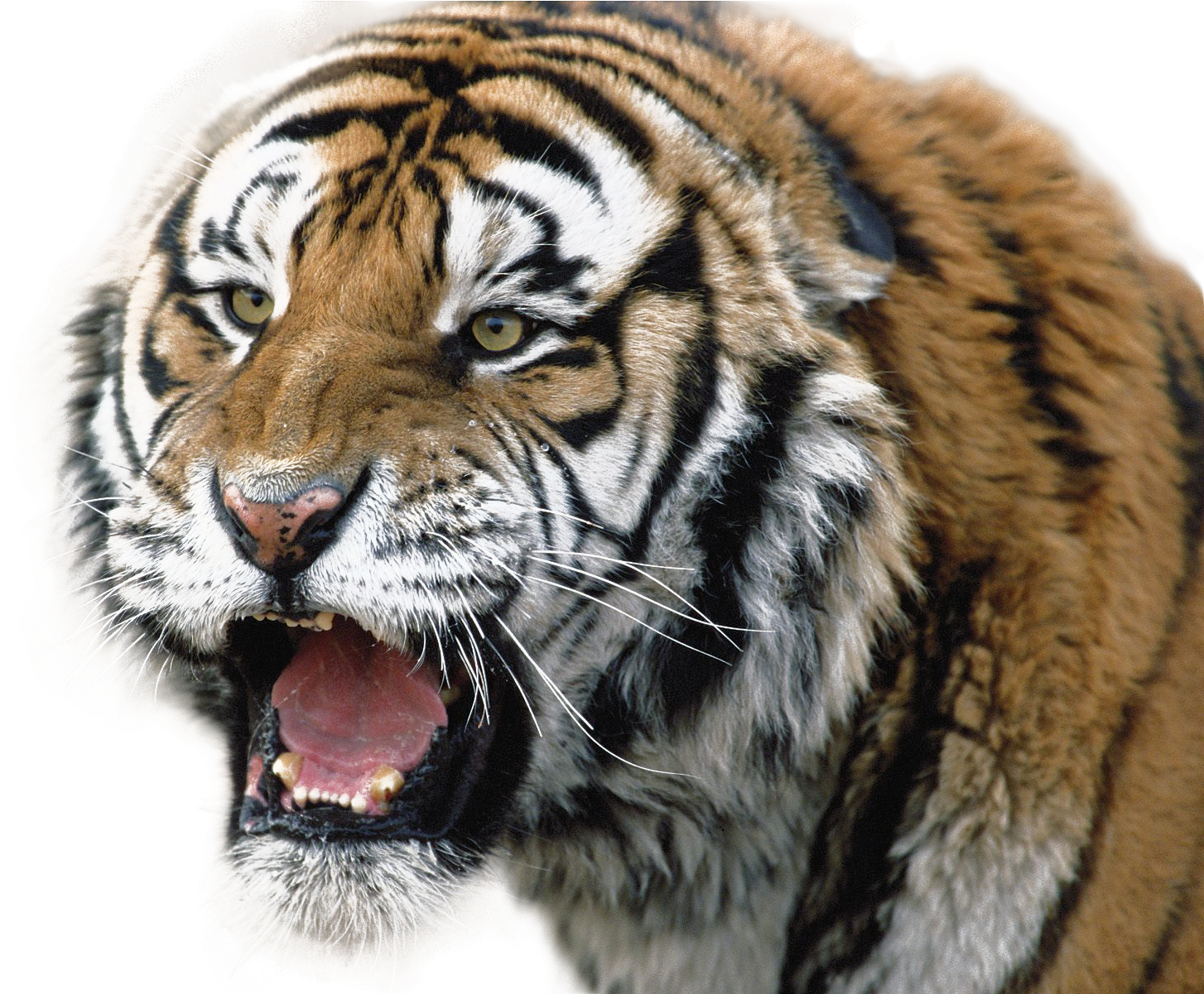 গর্জনরত ভয়ংকর বাঘ ওয়ালপেপার
