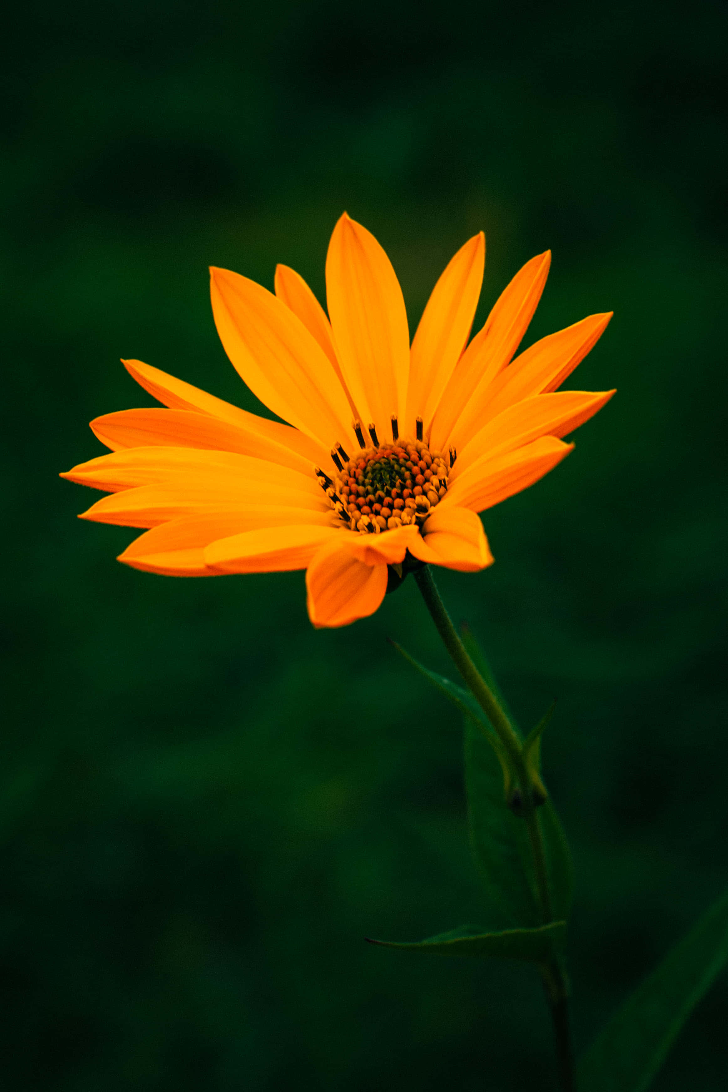 গা dark পটভূমির উপর একটি কমলা ফুল ওয়ালপেপার