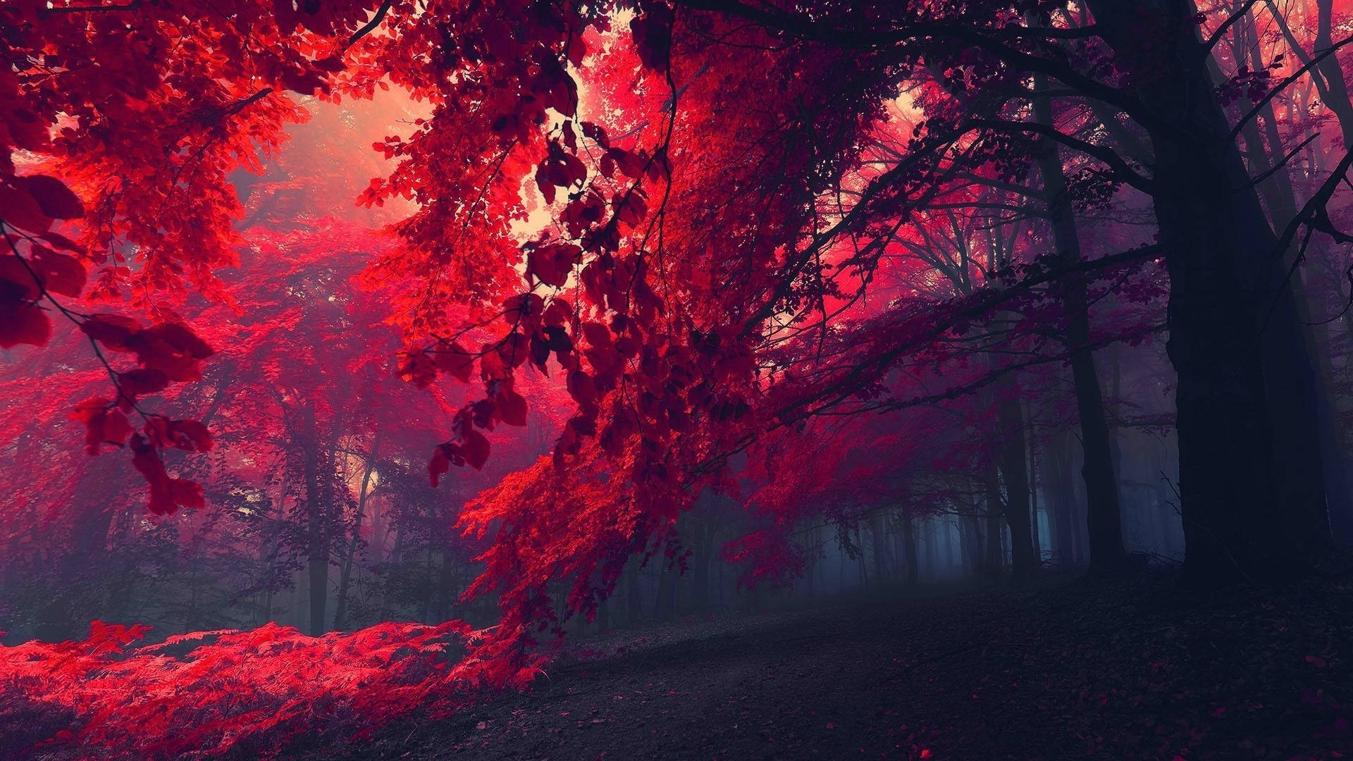 গাঢ় লাল বনের ফটোগ্রাফি ওয়ালপেপার