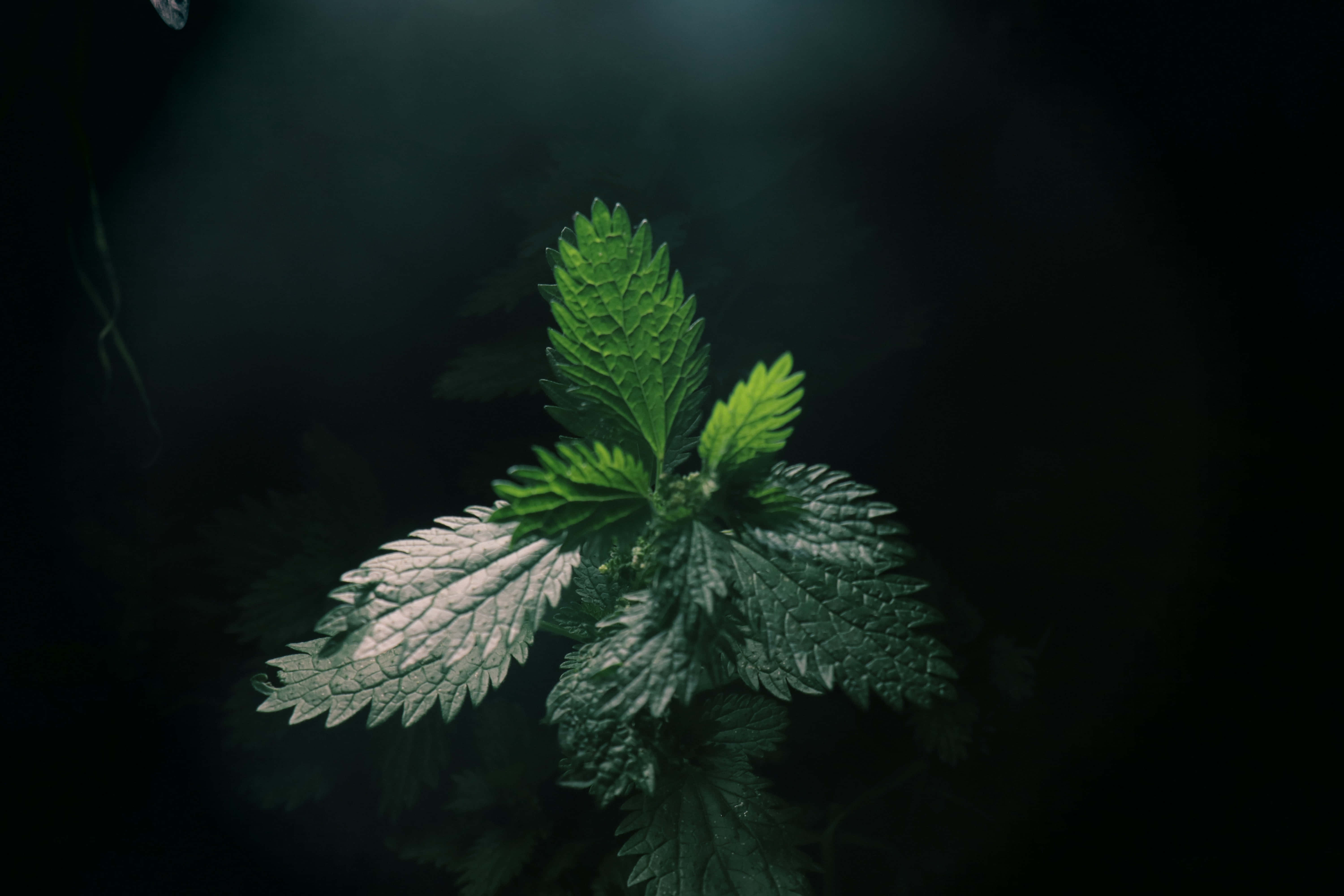 গাঢ় সবুজ নান্দনিক ছবি ওয়ালপেপার