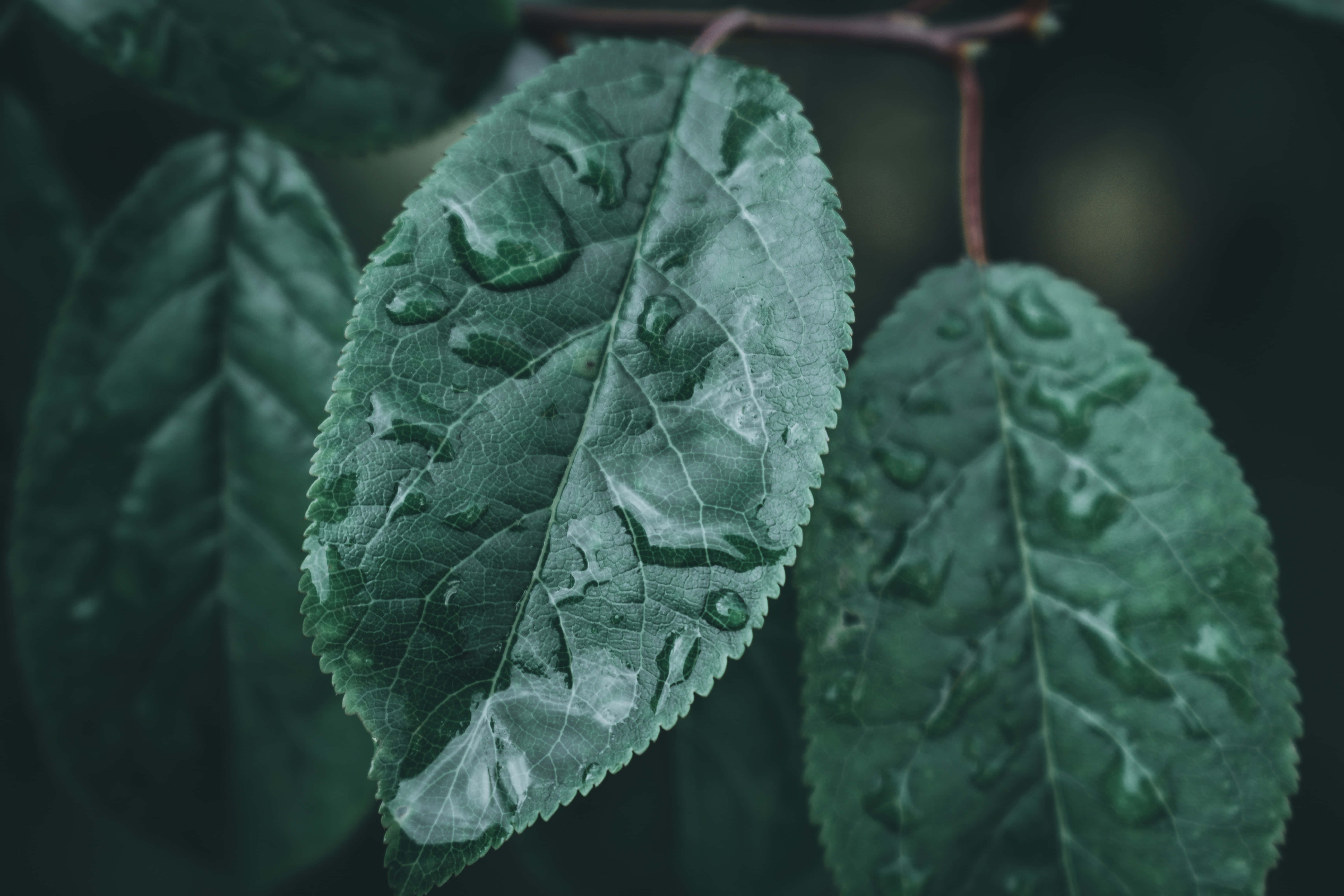 গাঢ় সবুজ নান্দনিক ছবি ওয়ালপেপার