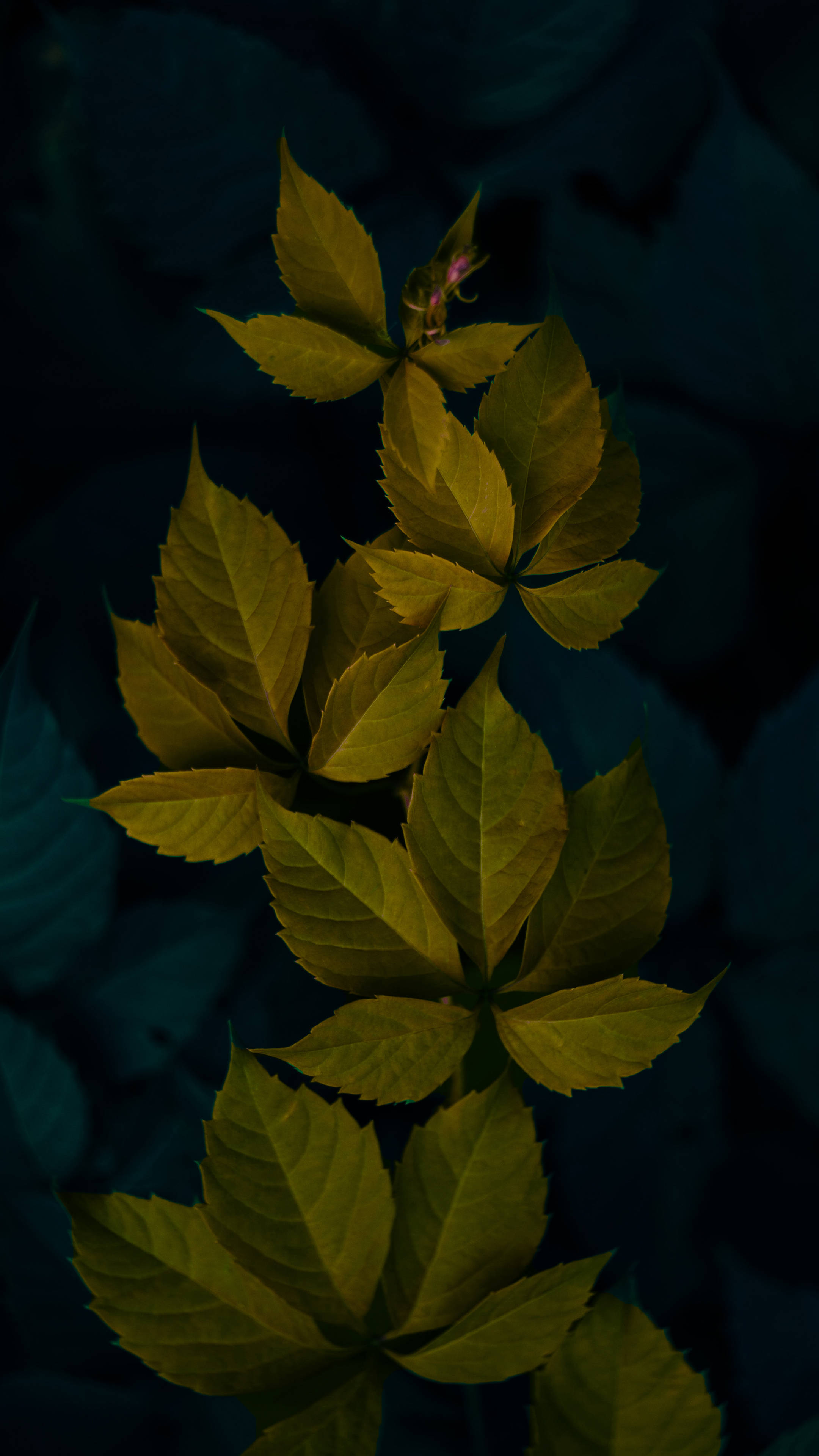 গাঢ় সবুজ ন্যূনতম উদ্ভিদ পাতা ওয়ালপেপার
