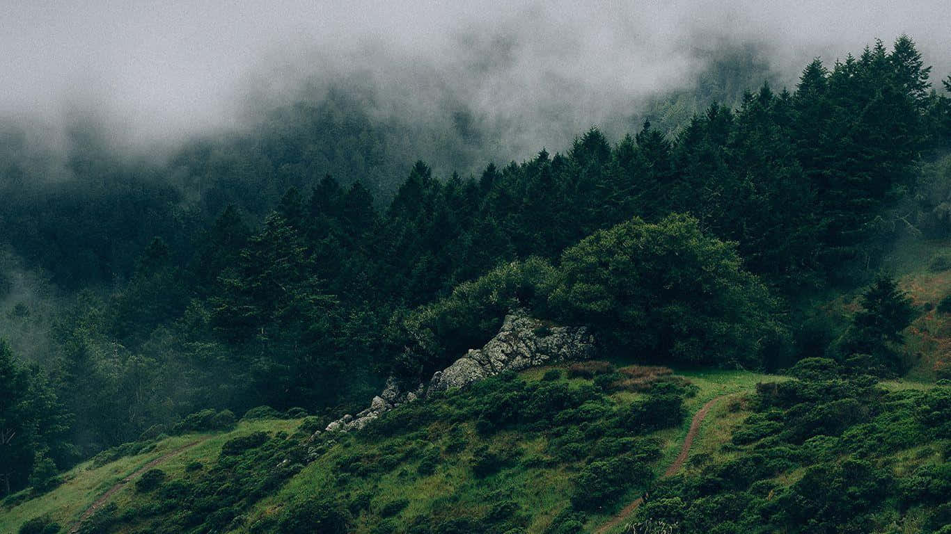গাঢ় সবুজ বনের আনন্দ ওয়ালপেপার
