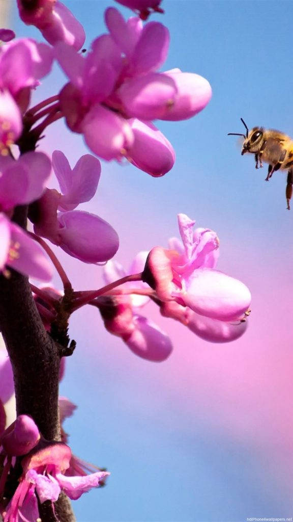গোলাপি অর্কিড ফুল আইফোন ওয়ালপেপার