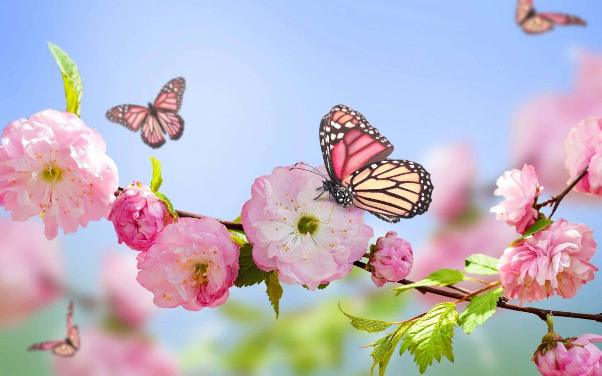 গোলাপি ফুলের উপর প্রজাপতি ওয়ালপেপার