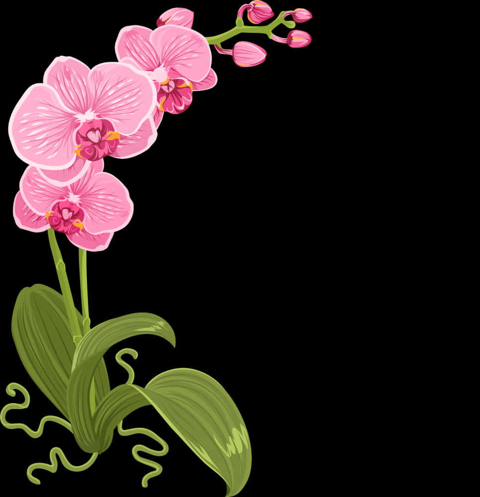 গোলাপী অর্কিড চিত্রণ ওয়ালপেপার