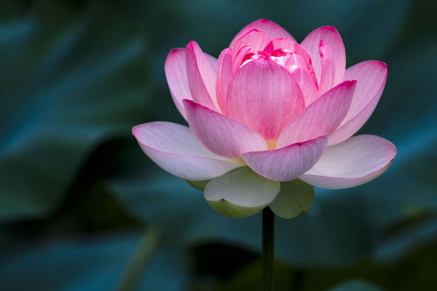 ফুলের ছবি — ফুলের জিআইএফ ওয়ালপেপার