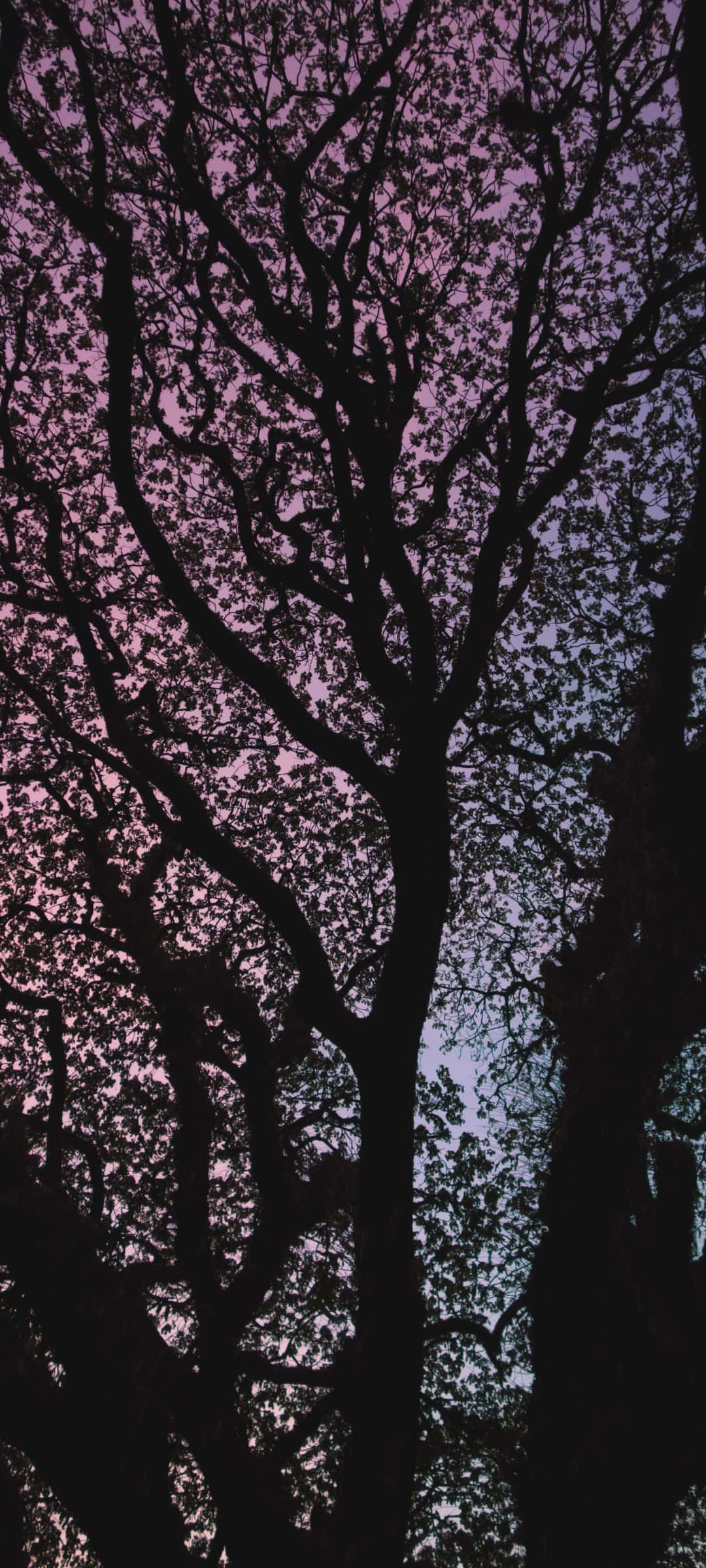 গ্রীষ্ম উপভোগ করুন রঙিন সূর্যাস্তের সাথে ওয়ালপেপার