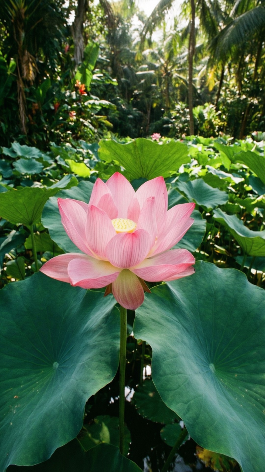 গ্রীষ্মমণ্ডলীয় পদ্ম পুকুর ওয়ালপেপার