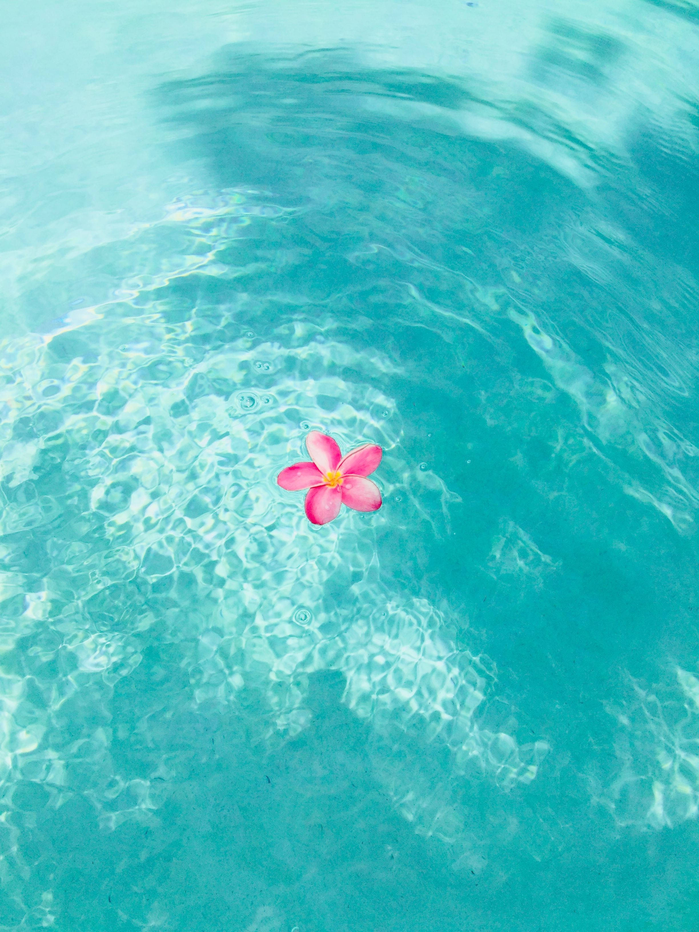 গ্রীষ্মের নান্দনিক জলের ওপর ফুল ওয়ালপেপার
