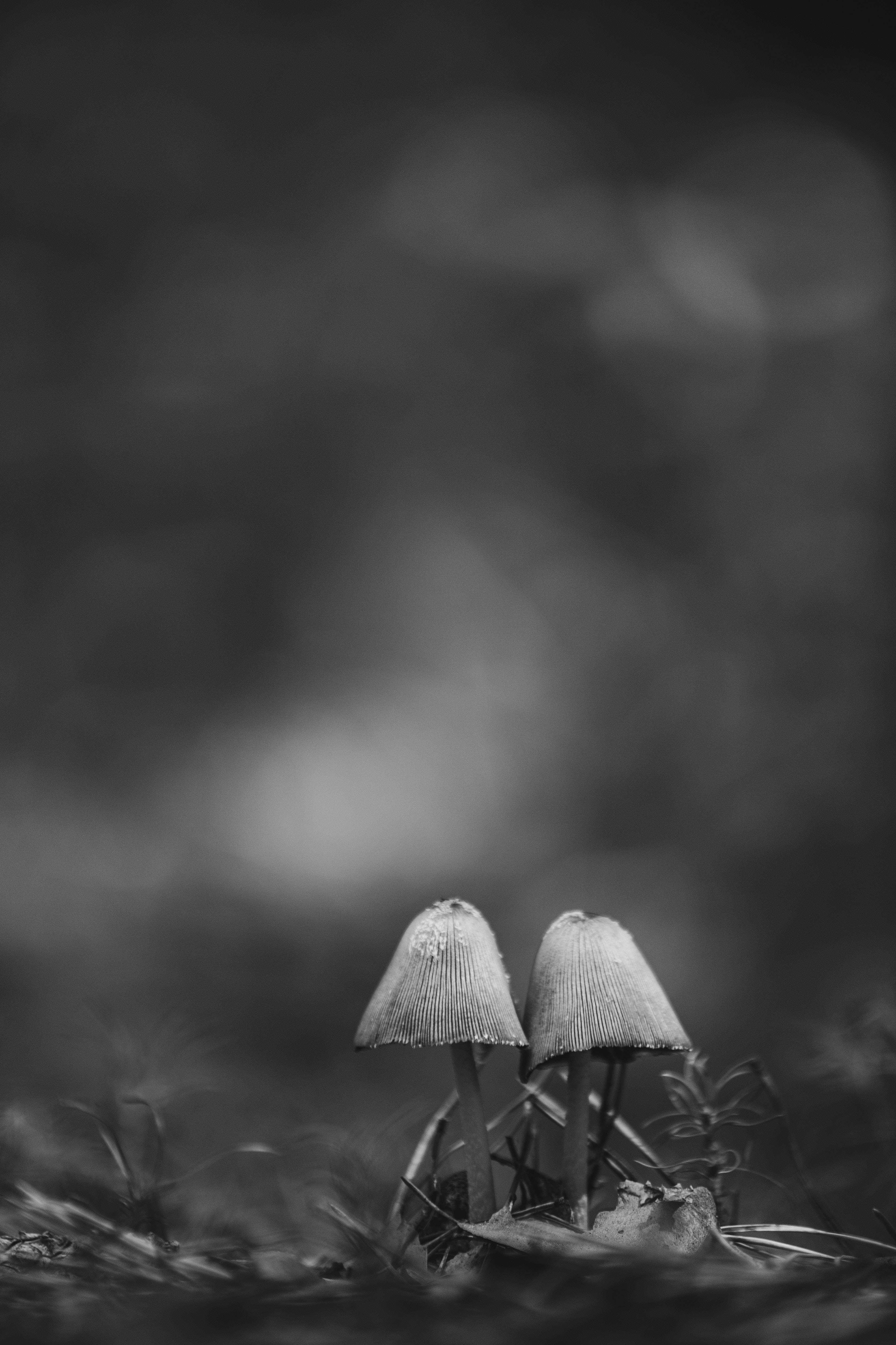 গ্রেস্কেল মাশরুম নান্দনিক ওয়ালপেপার