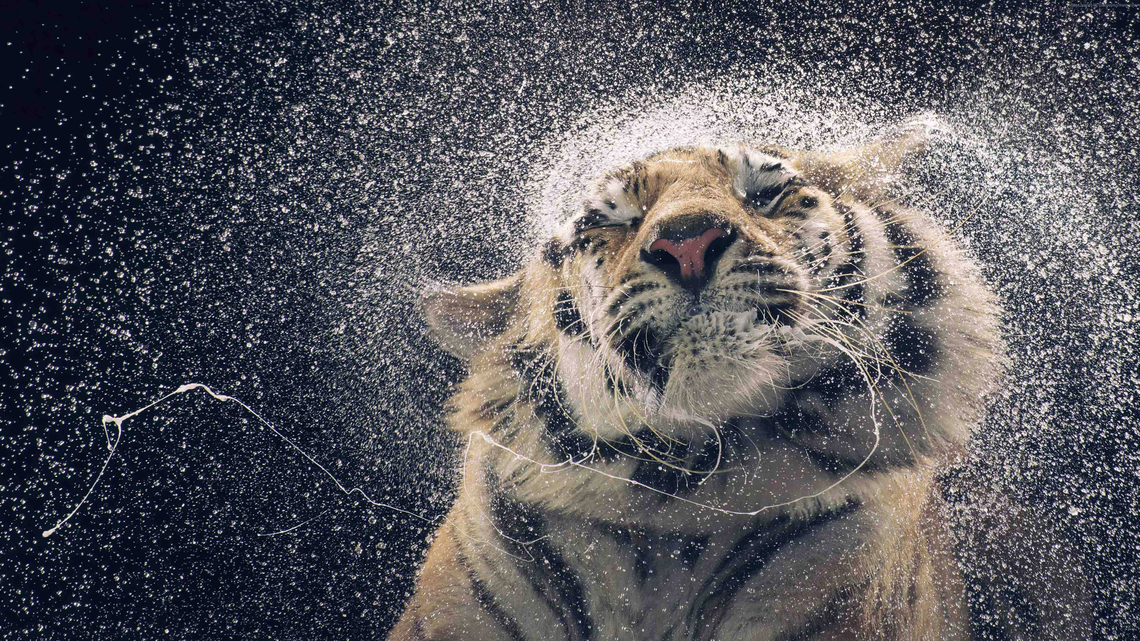 চমৎকার এইচডি বাঘের জল ছিটানো ওয়ালপেপার