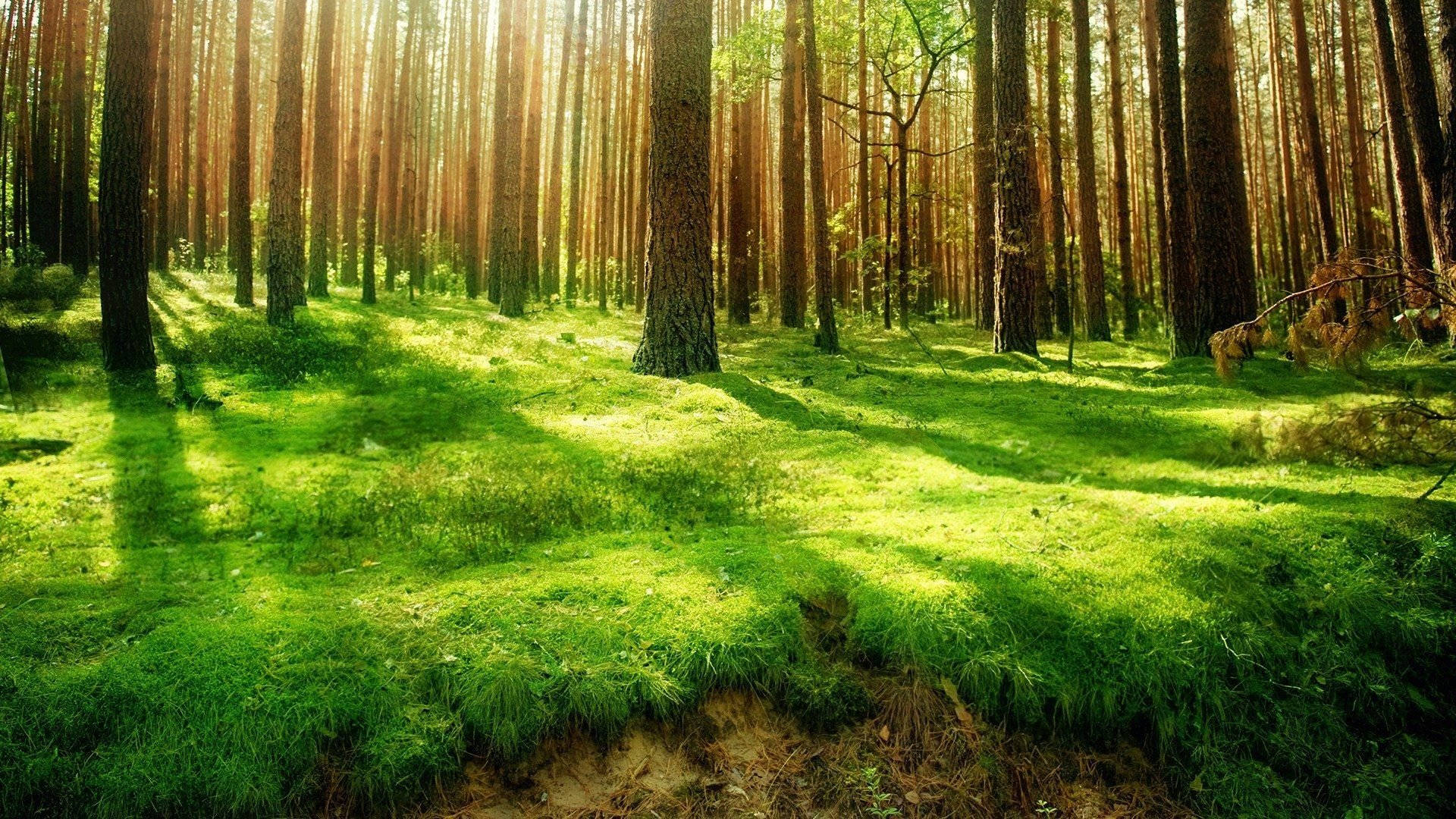 ছায়াময় বনের দৃশ্য ওয়ালপেপার