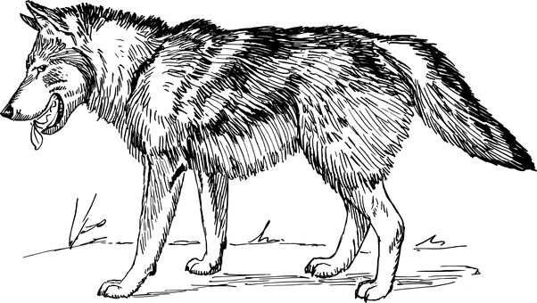 ছায়ায় রাজকীয় নেকড়ে ওয়ালপেপার