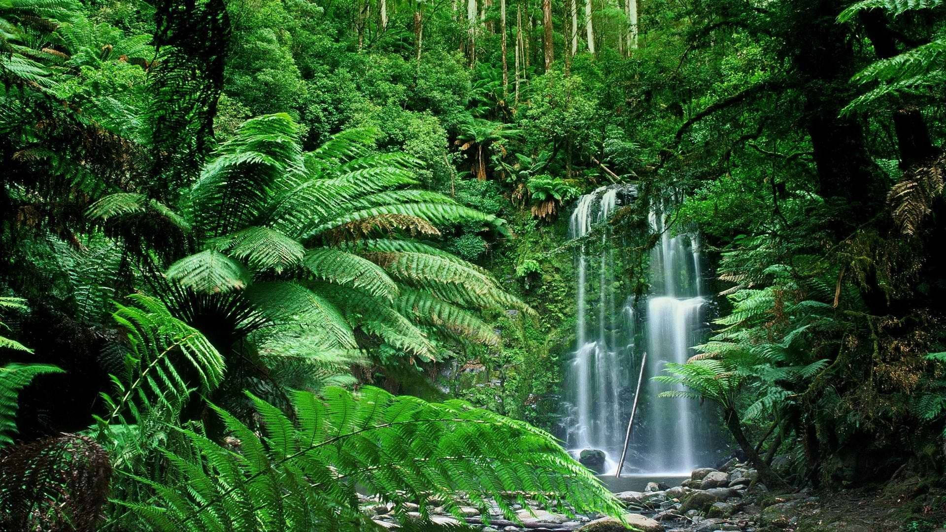 জঙ্গলের দৃশ্য সহ জলপ্রপাত ওয়ালপেপার