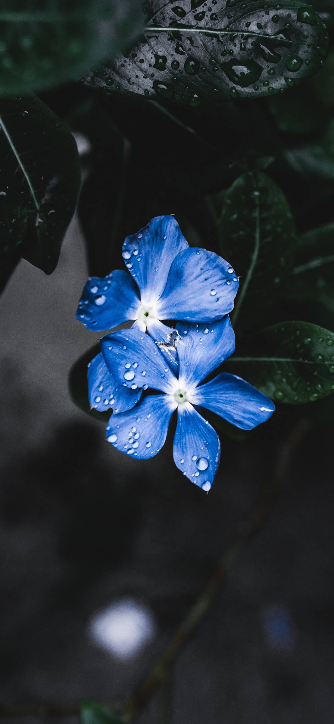 জলবিন্দুযুক্ত একটি নীল ফুল ওয়ালপেপার