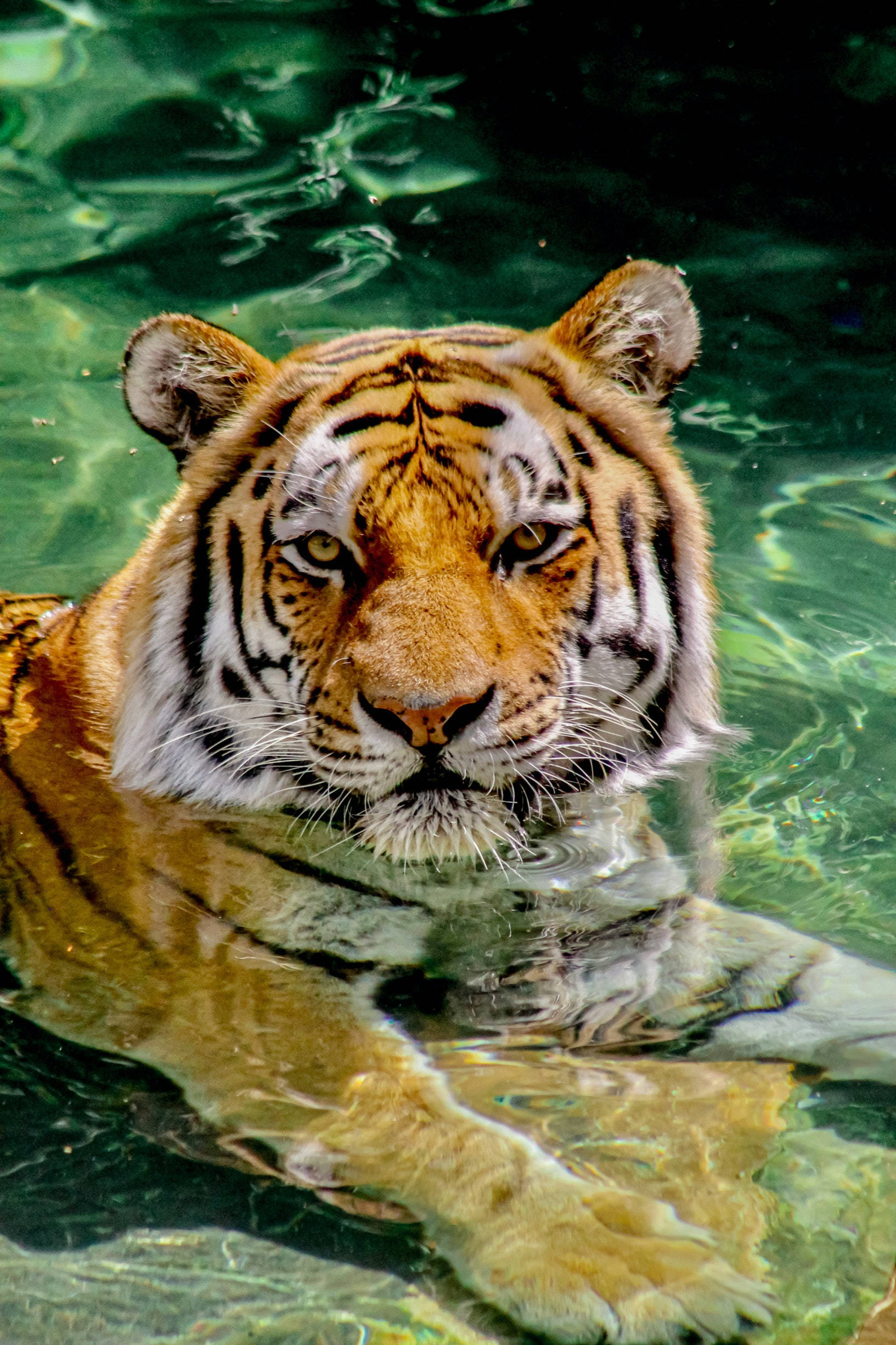 জলে নিমজ্জিত রাজকীয় বাঘের আইফোন ওয়ালপেপার