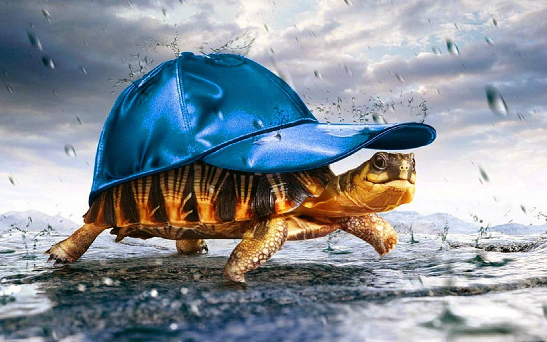 ঠান্ডা কচ্ছপ নীল টুপি ওয়ালপেপার