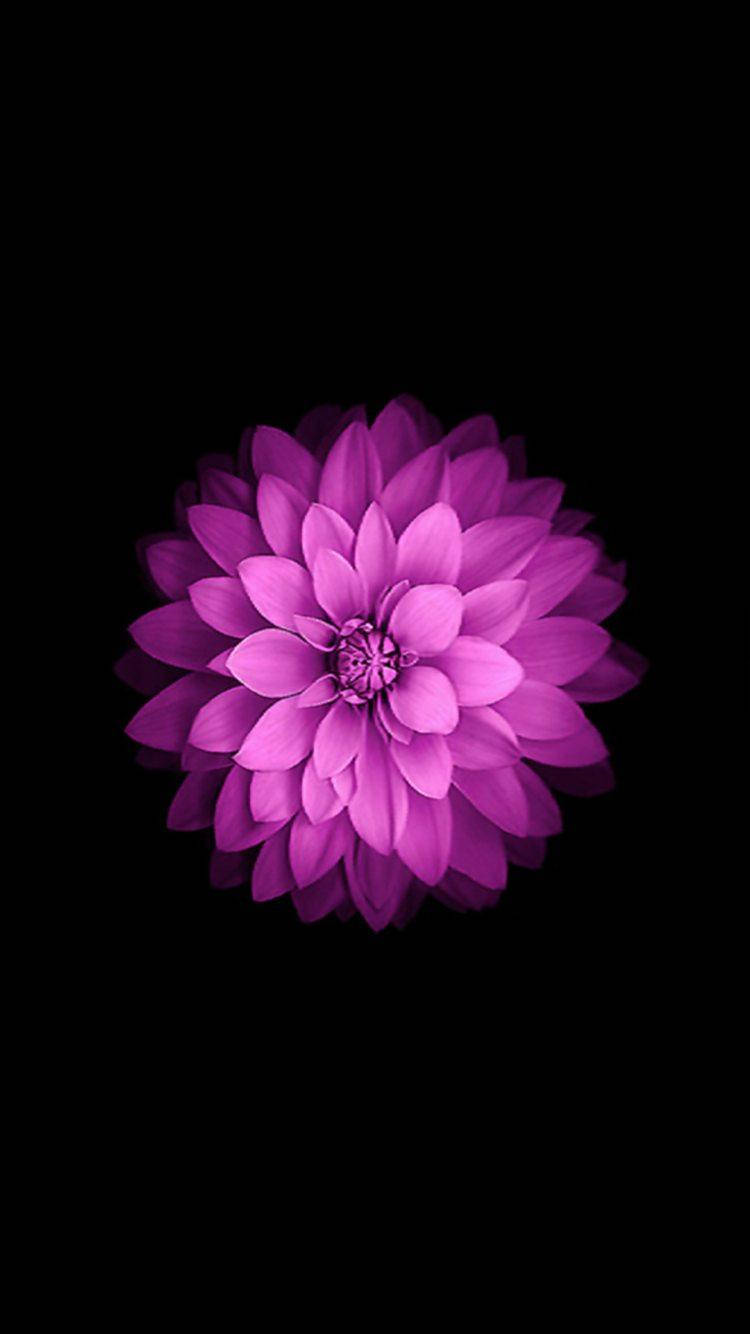 ডালিয়া ফুল iPhone SE ওয়ালপেপার